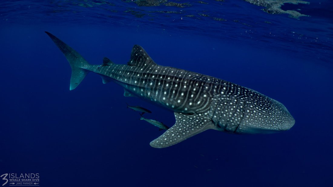 270417-3islands-whalesharks-jakeparker-58_orig.jpeg