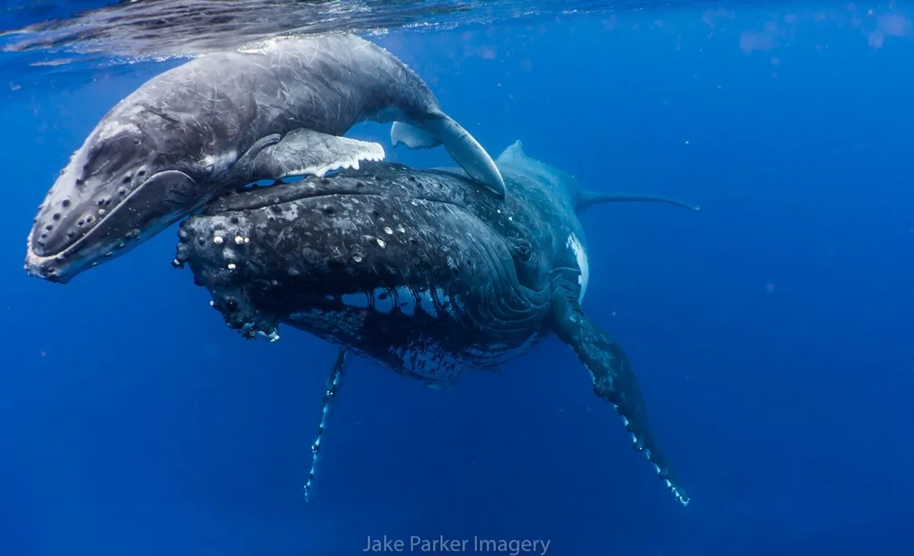 170728-tonga-2017-a7sii-jake-parker-07098_orig.jpeg