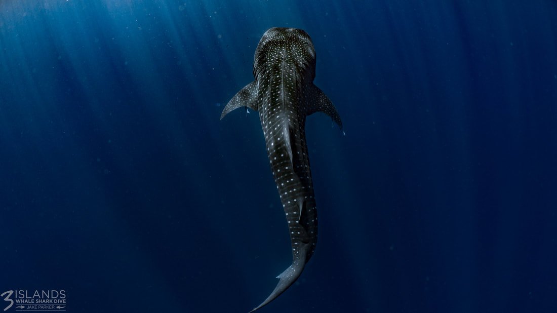 170507-3-islands-whale-sharks-jake-parker-83_orig.jpeg