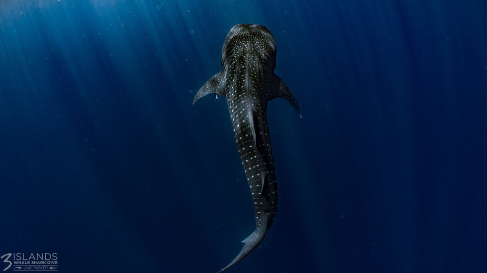 170507-3-islands-whale-sharks-jake-parker-83_orig.jpeg