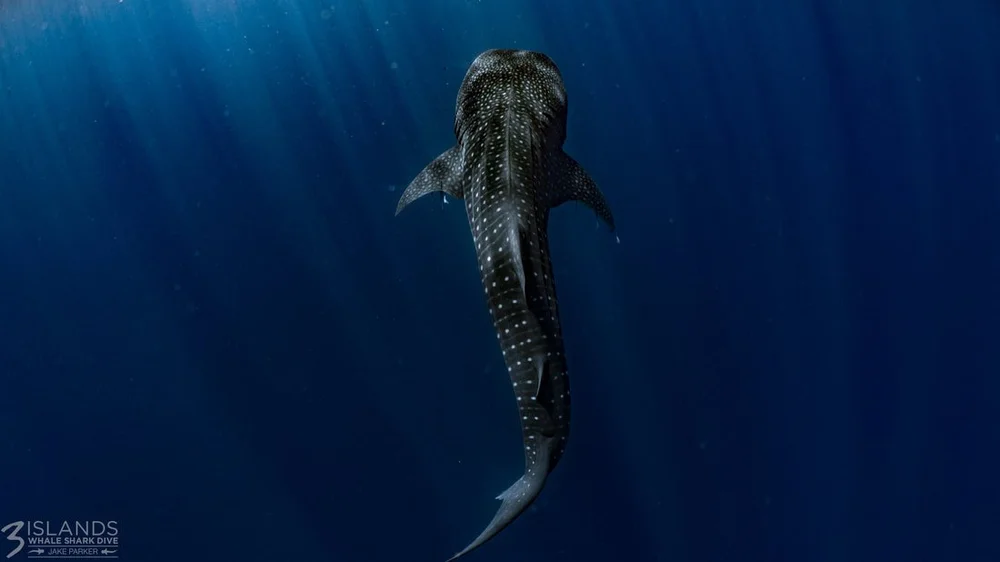 170507-3-islands-whale-sharks-jake-parker-83_orig.jpeg