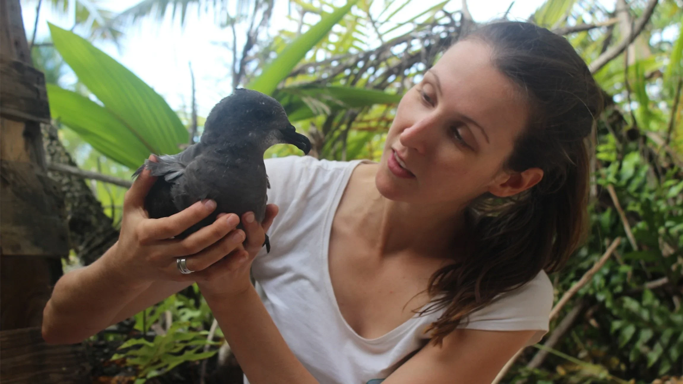 jennifer-levers-holding-shearwater-seabird-lord-howe.webp