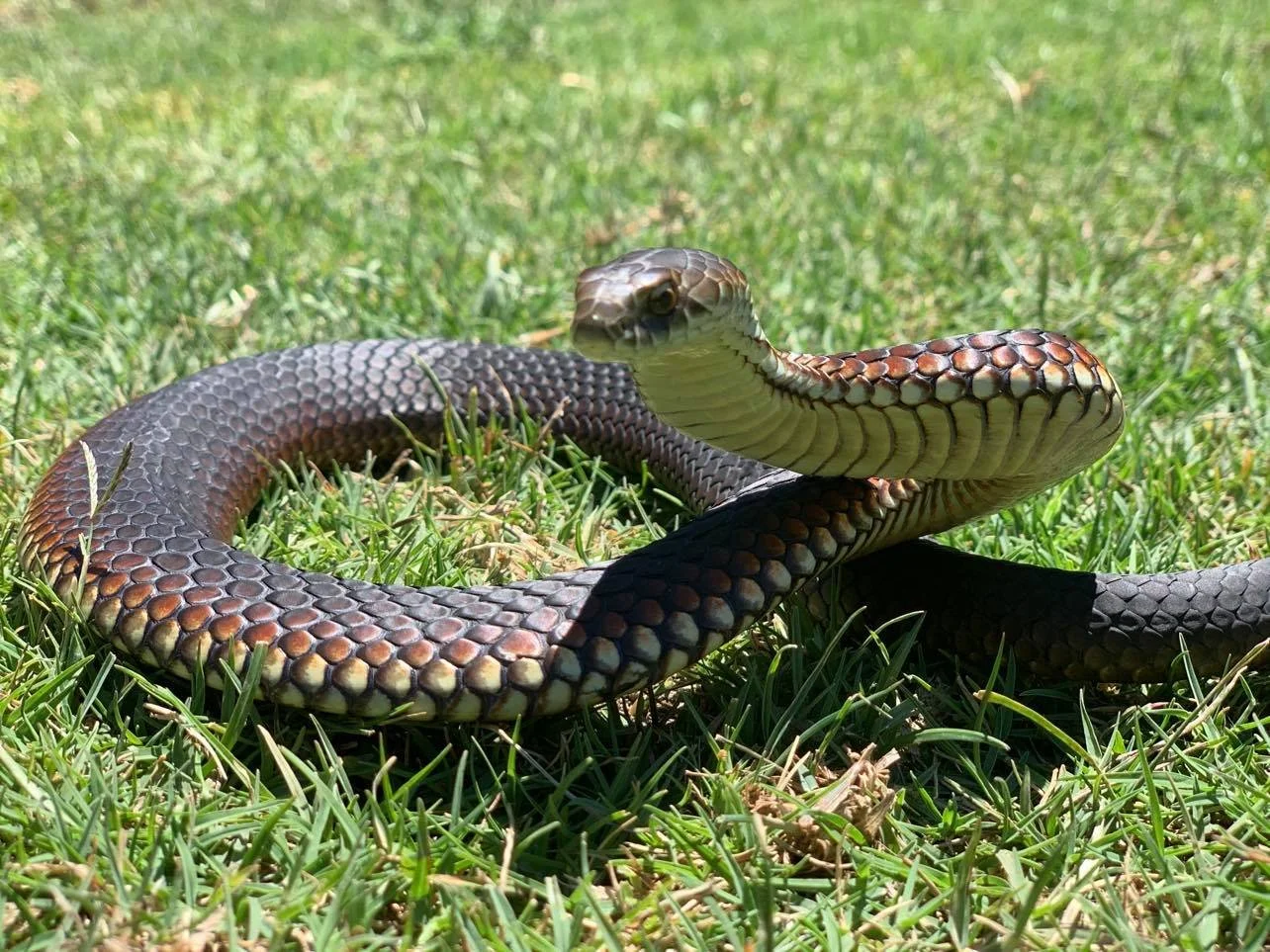 snake 2.jpg
