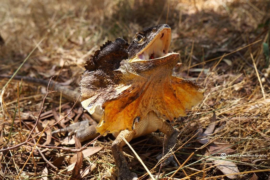 lizard thing 3.jpg