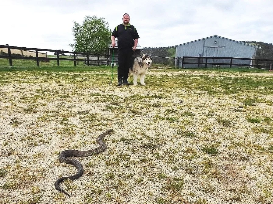 Do Dogs Stay Away From Snakes