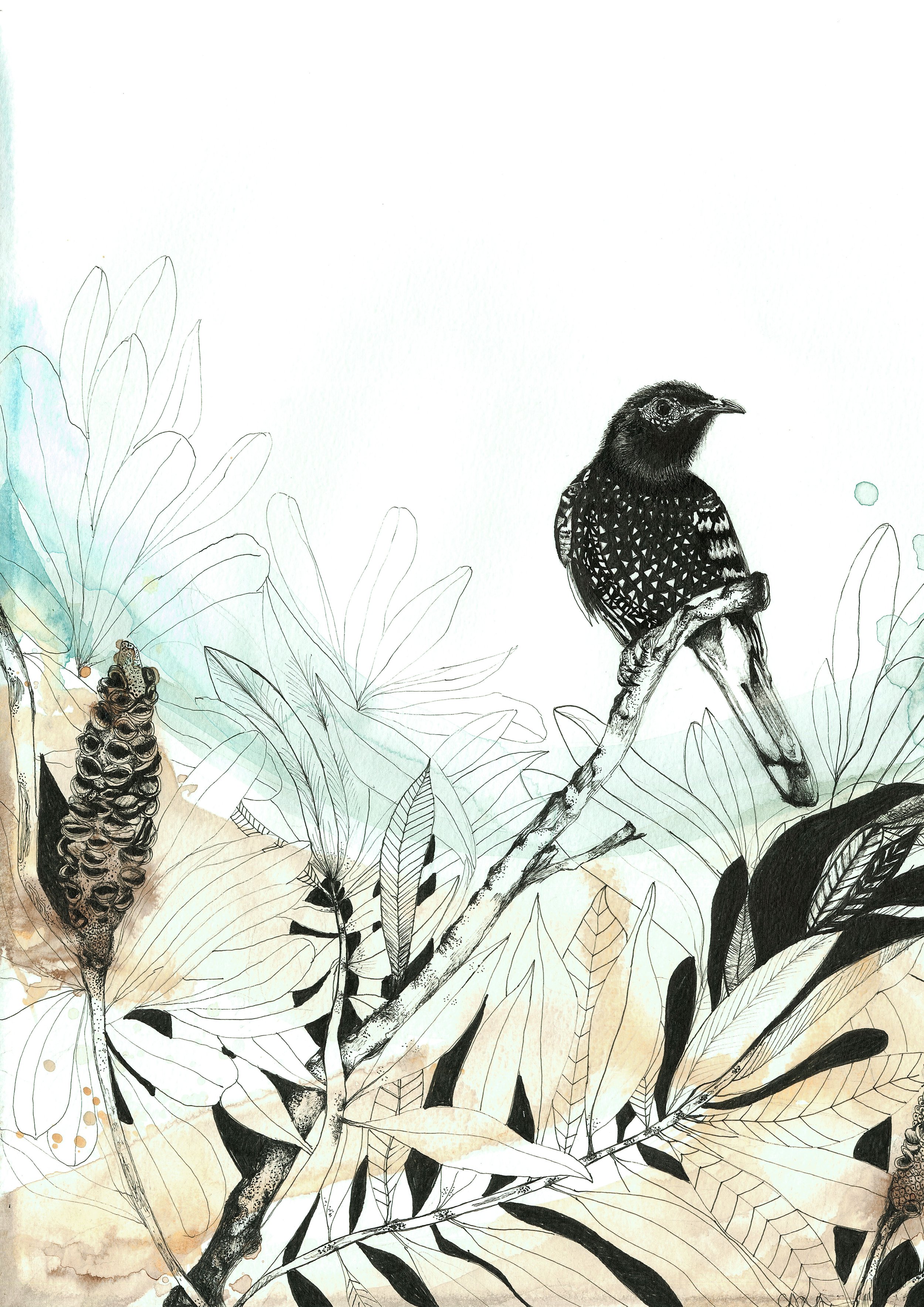 Honeyeater.jpg