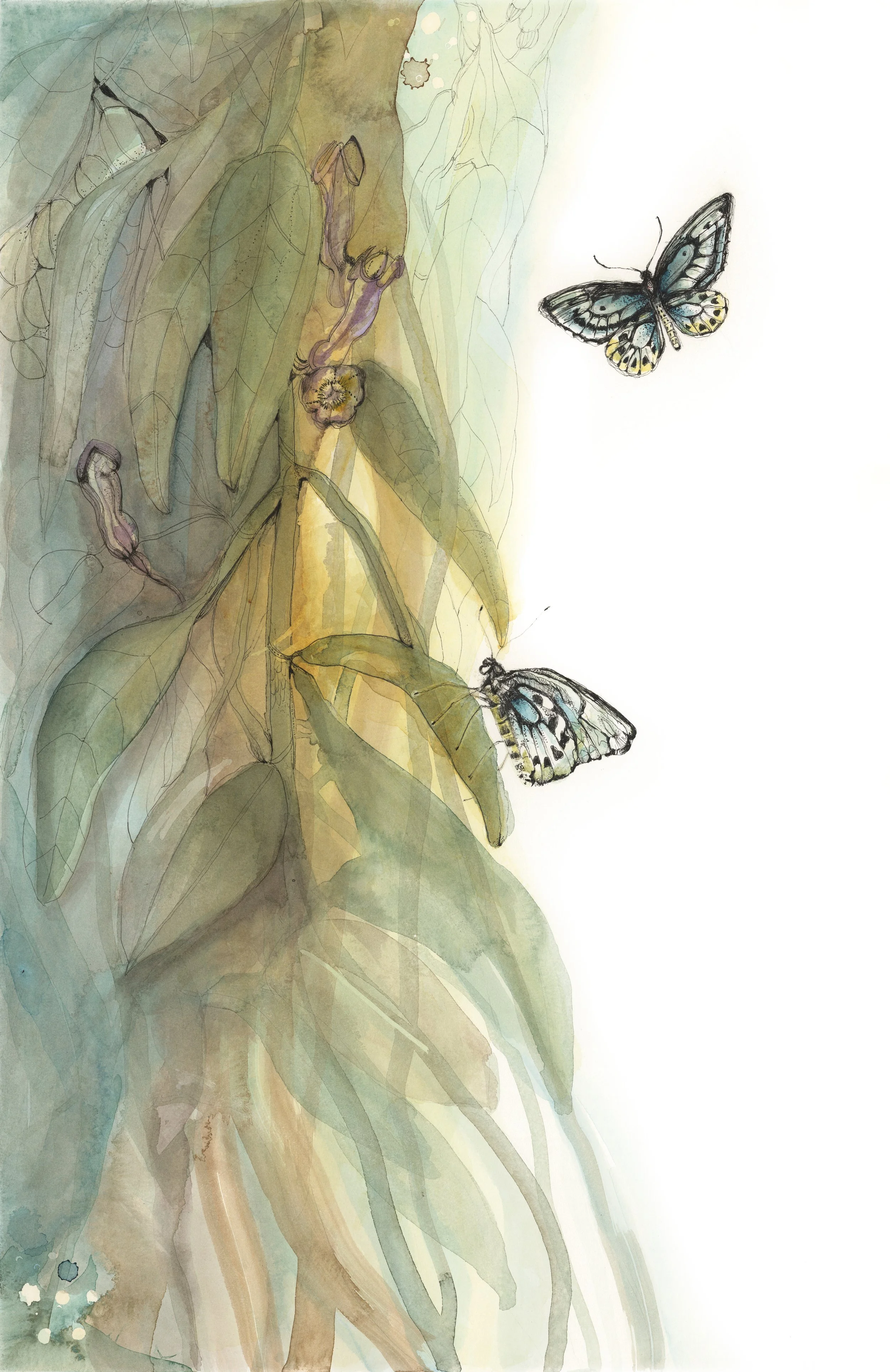 Butterfly.jpg