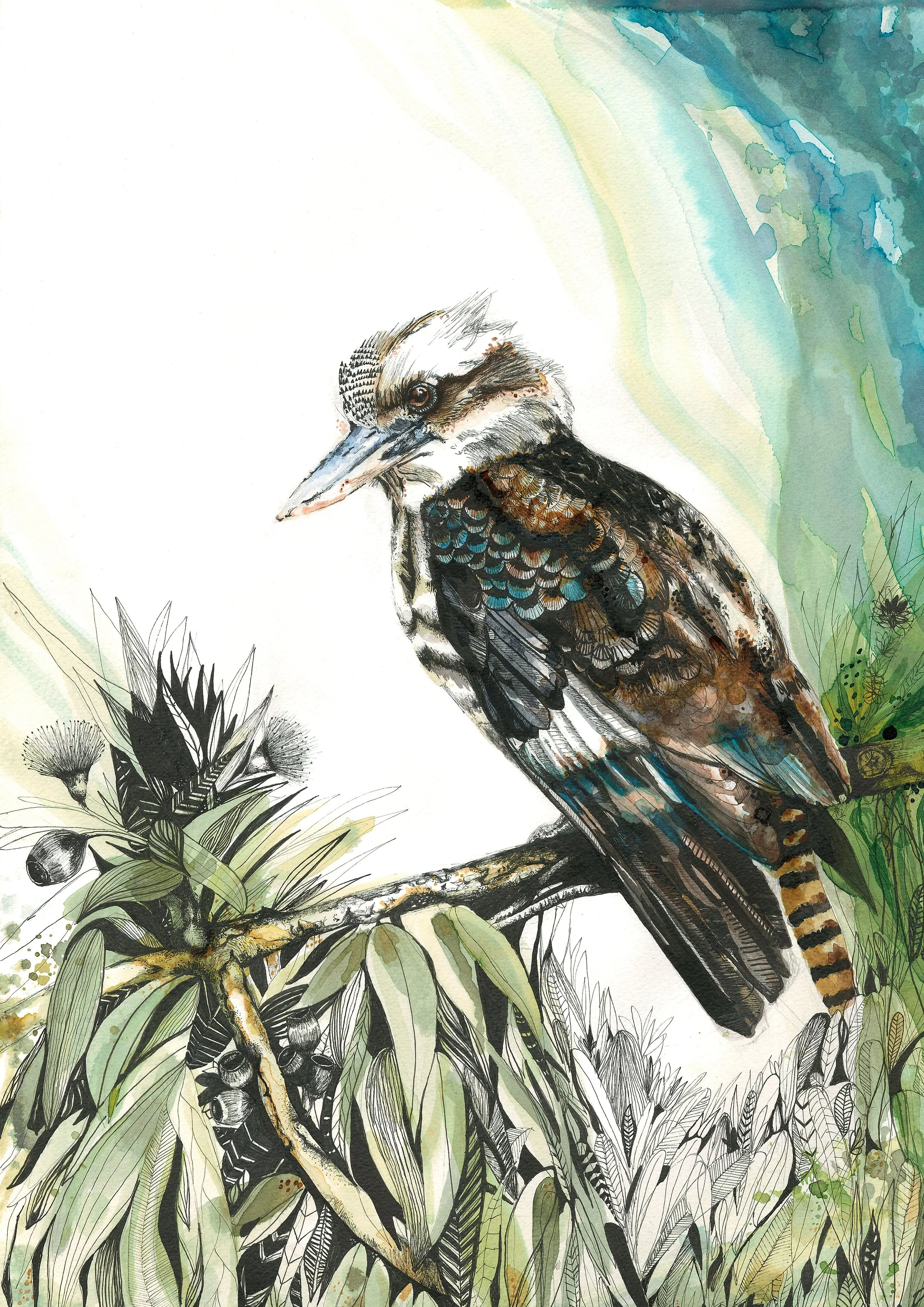 Kookaburra.jpg