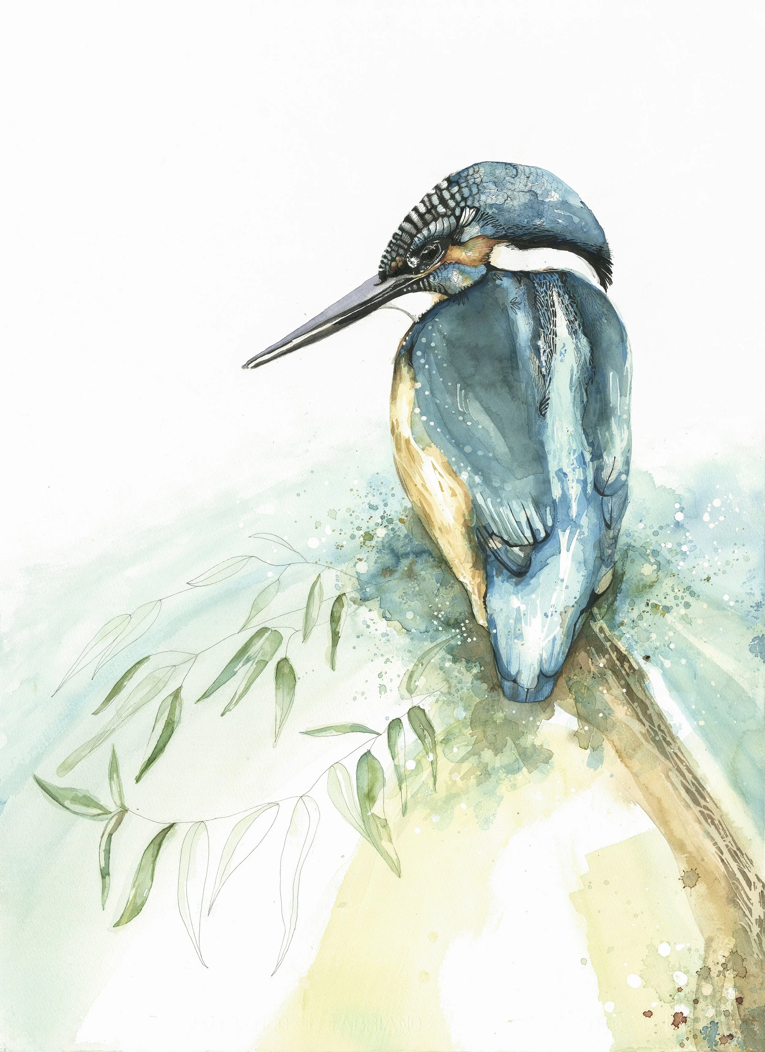 Kingfisher.jpg