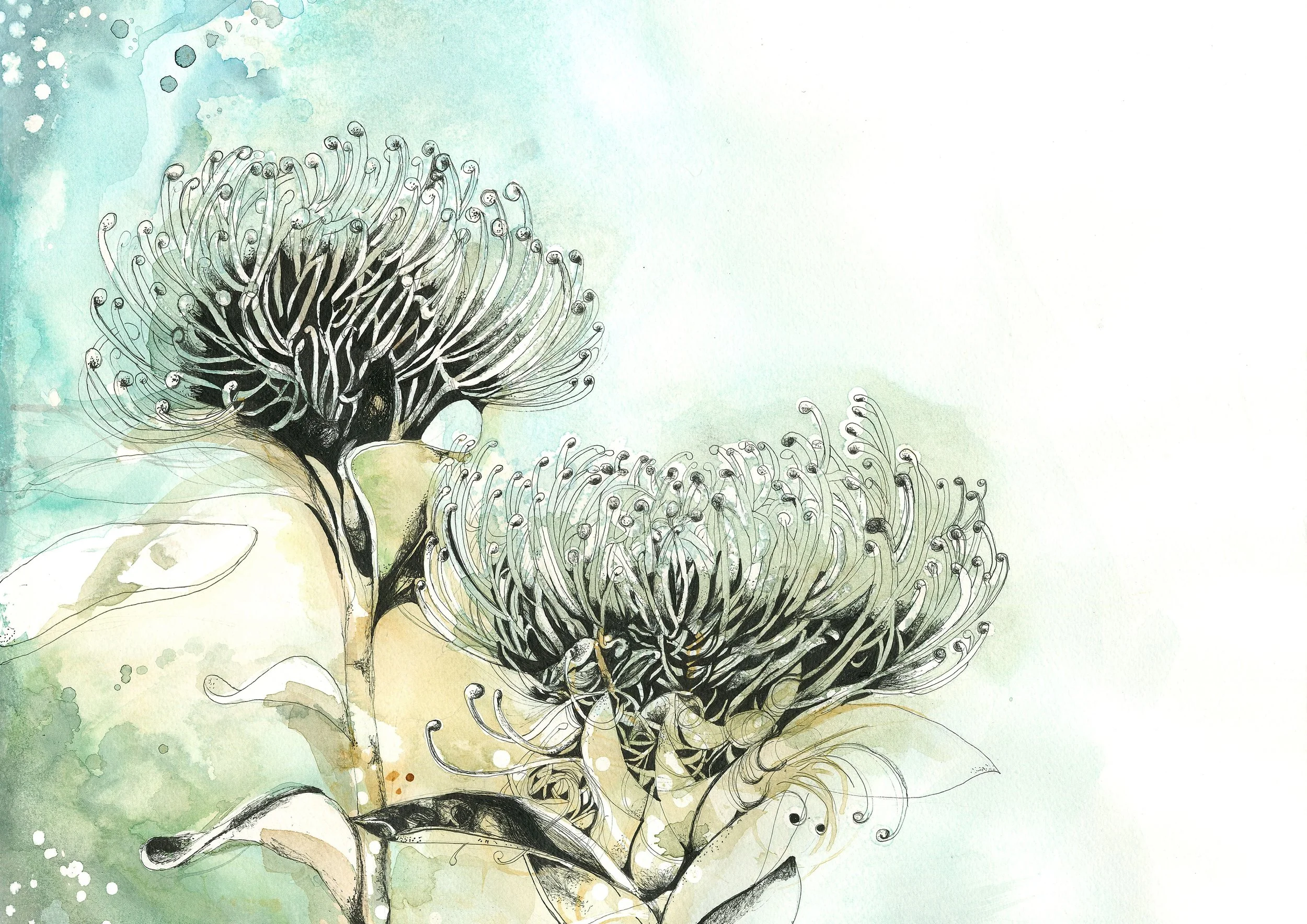 Waratahs