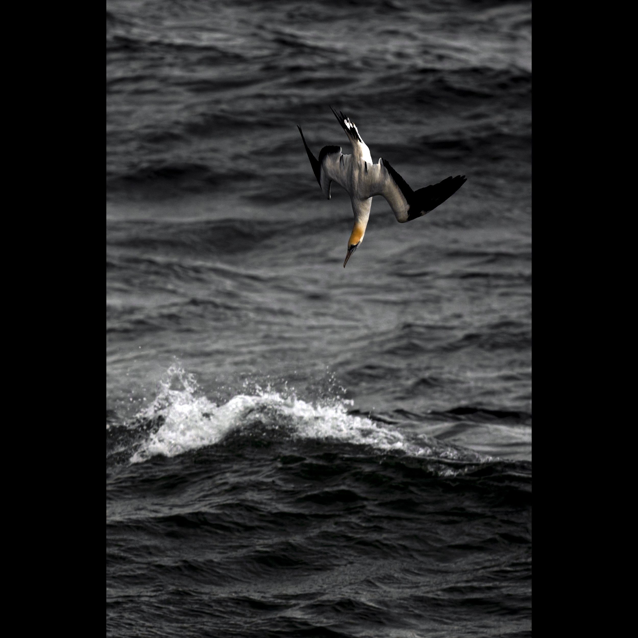 Gannet4.jpg