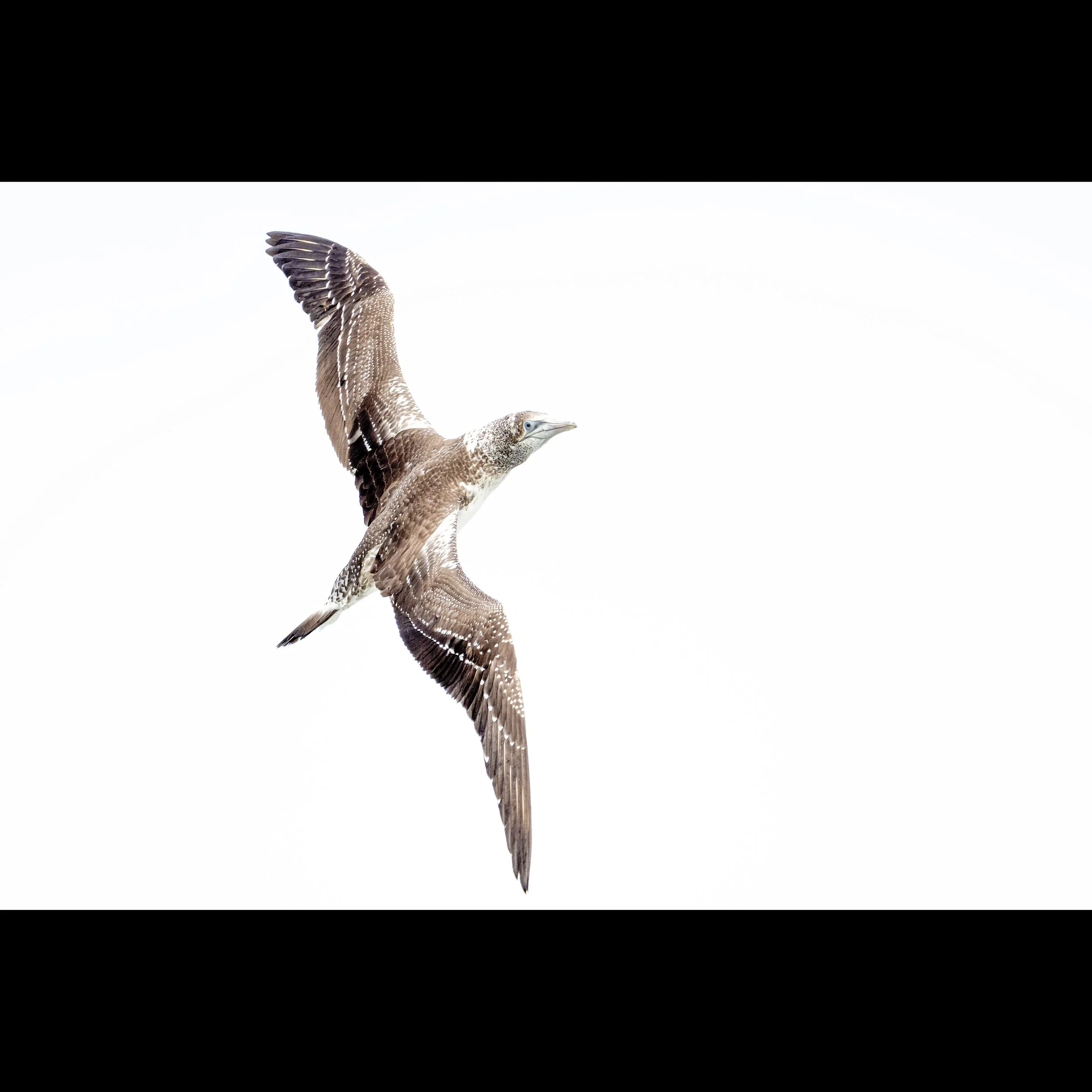 Gannet2.jpg