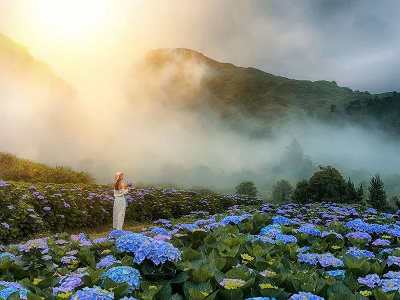 Shuzihu (Bomboo Lake) Hydrangea Festival - YMS
