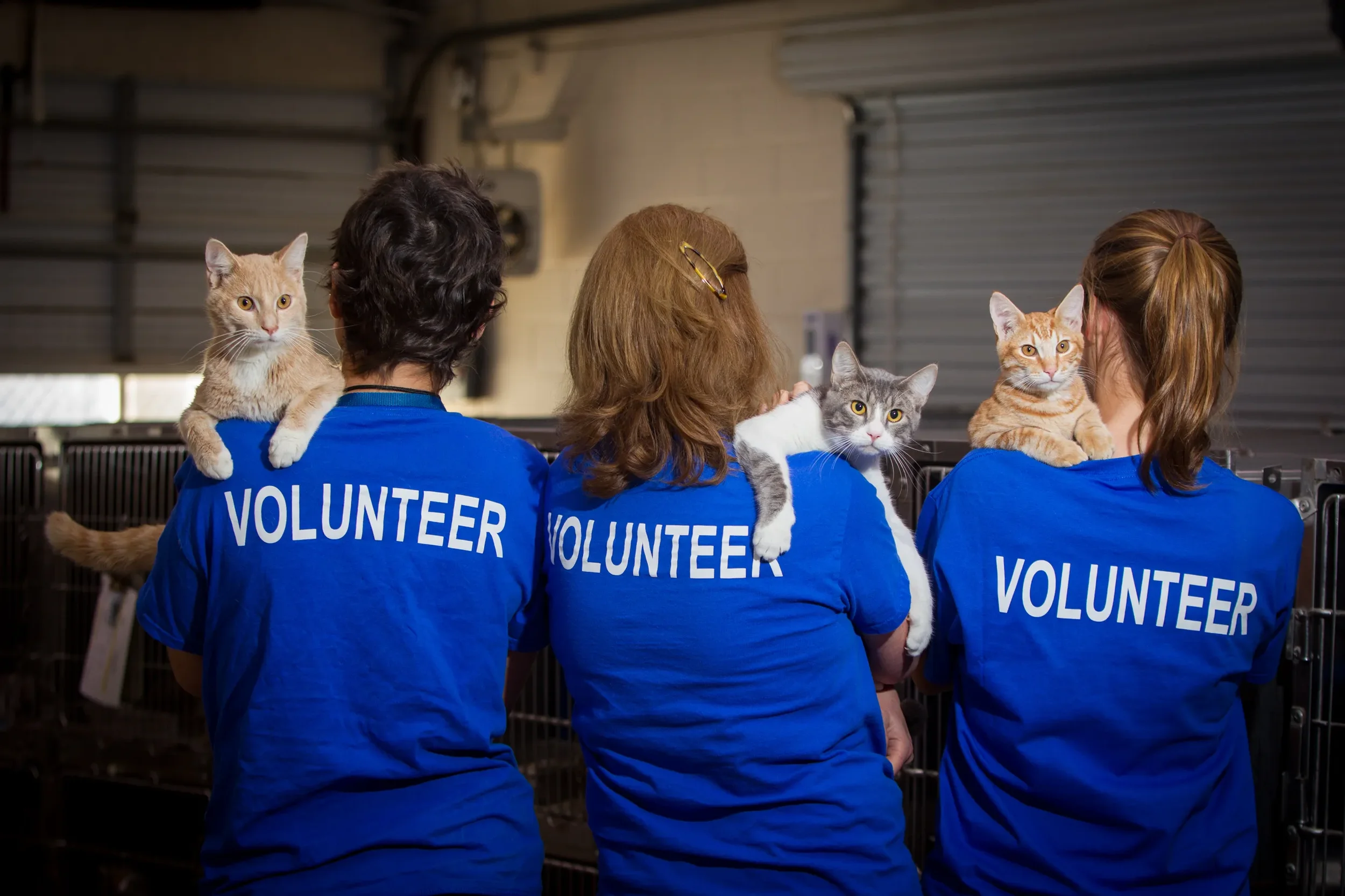 Volunteer with Animals &amp; Other Resources in Taipei 