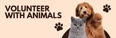 Volunteer with Animals