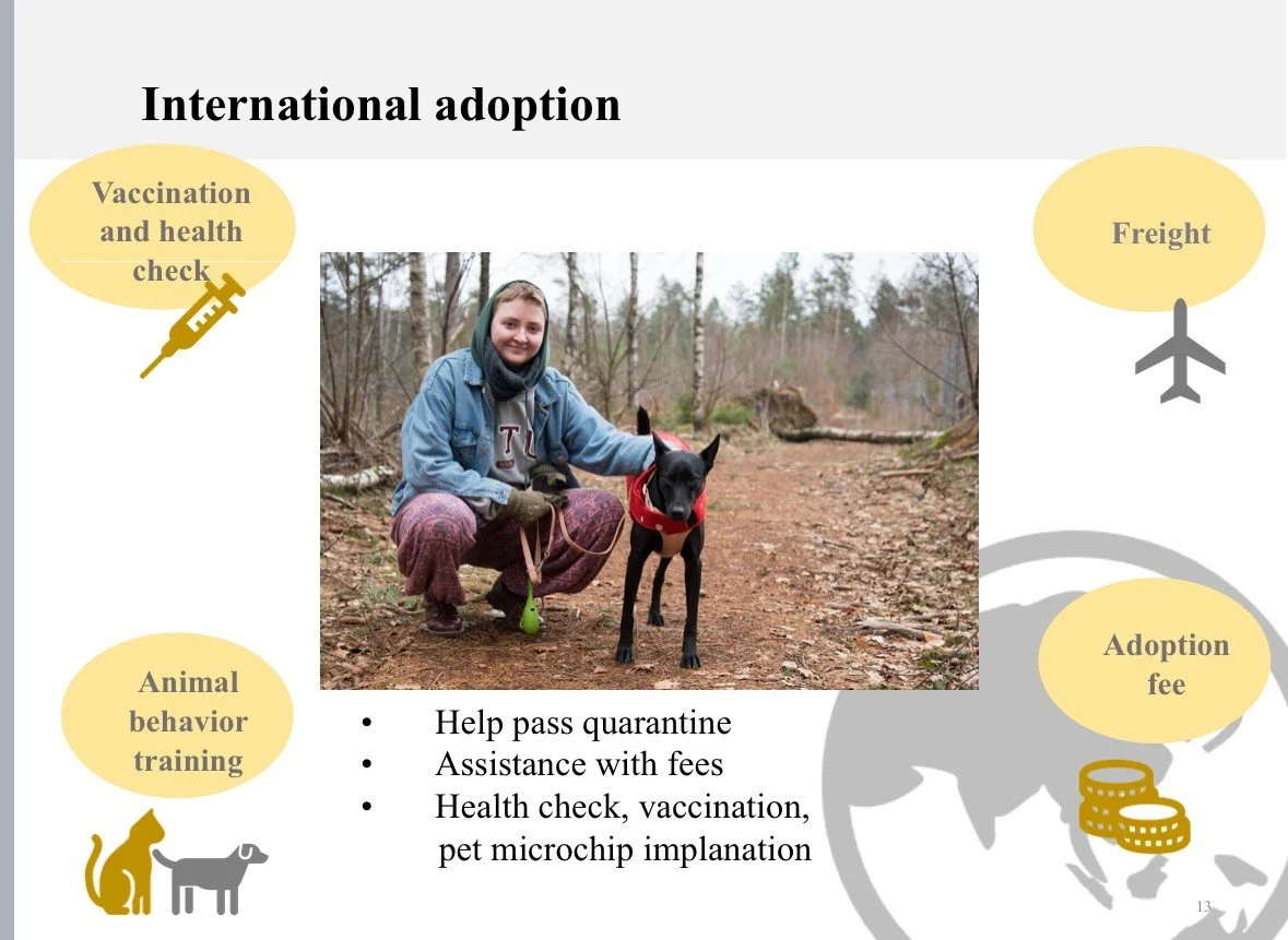 🐾 Adopt a Furry Friend from New Taipei City! 🐾