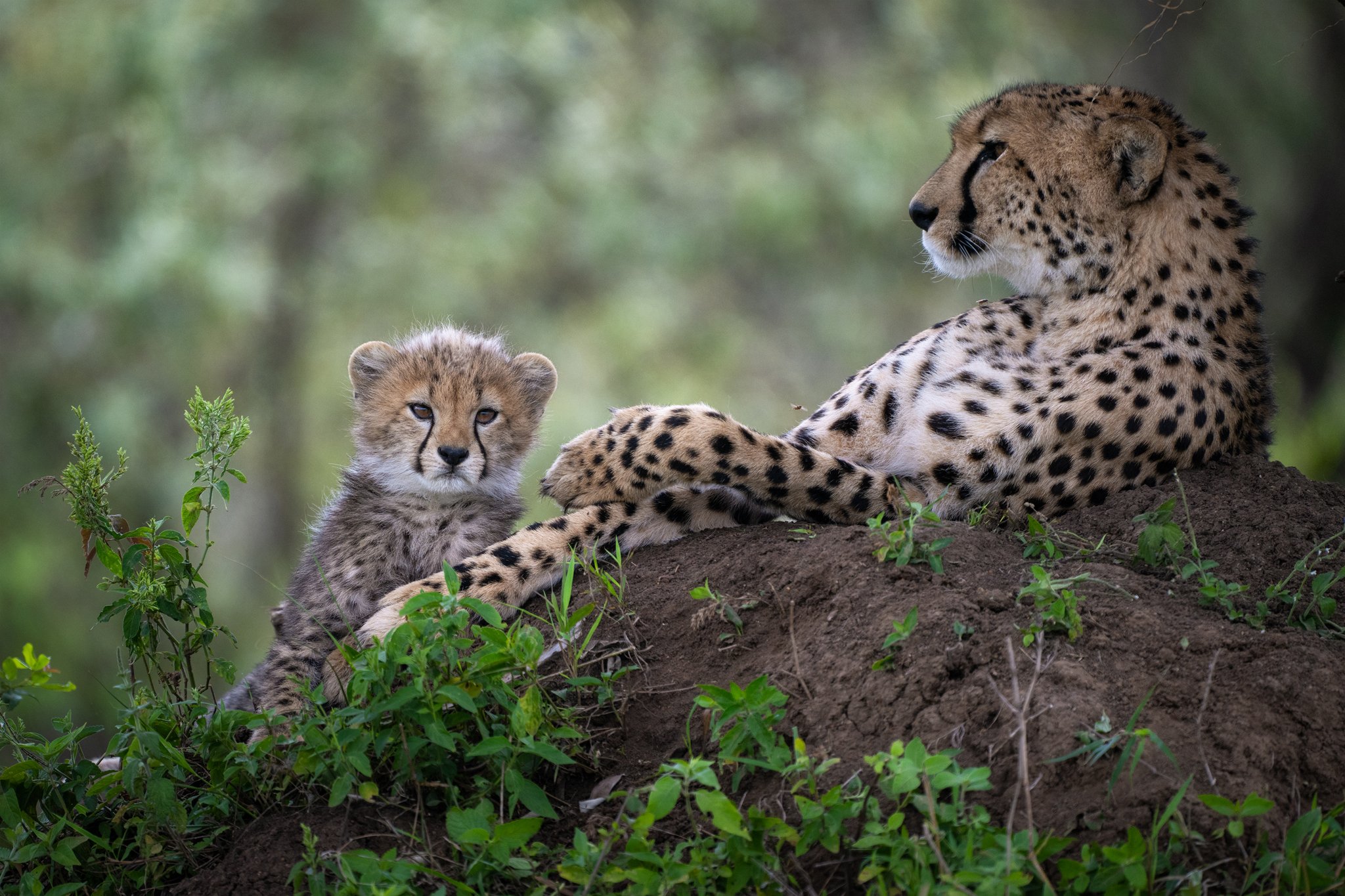 Amazing-Views-Kenya-Cheetah.jpg