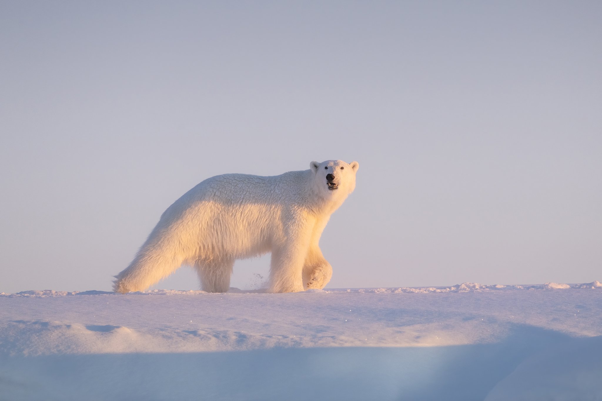 Amazing-Views-Svalbard-Polar-Bear.jpg