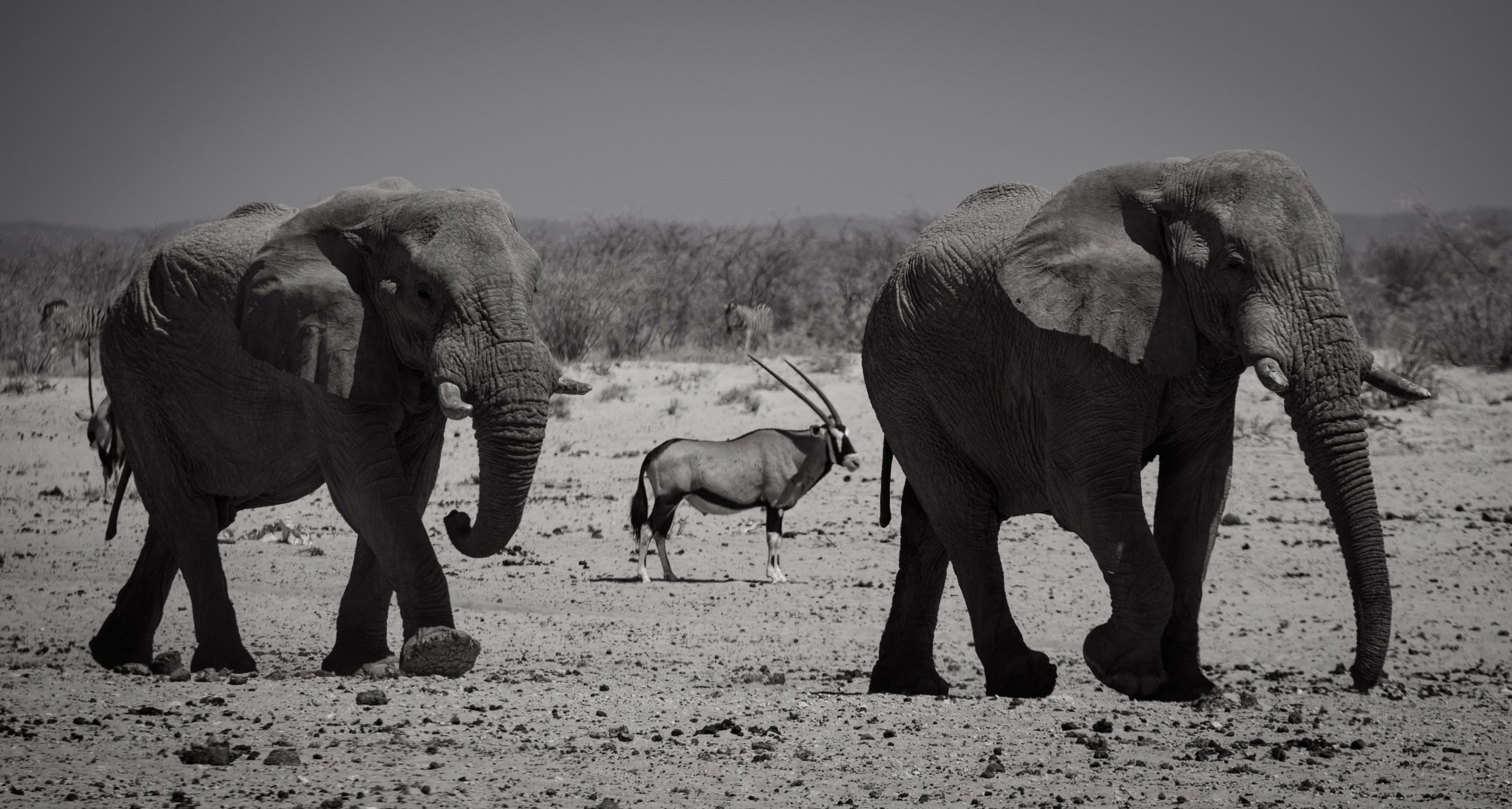Elefant mit Oryx.jpg