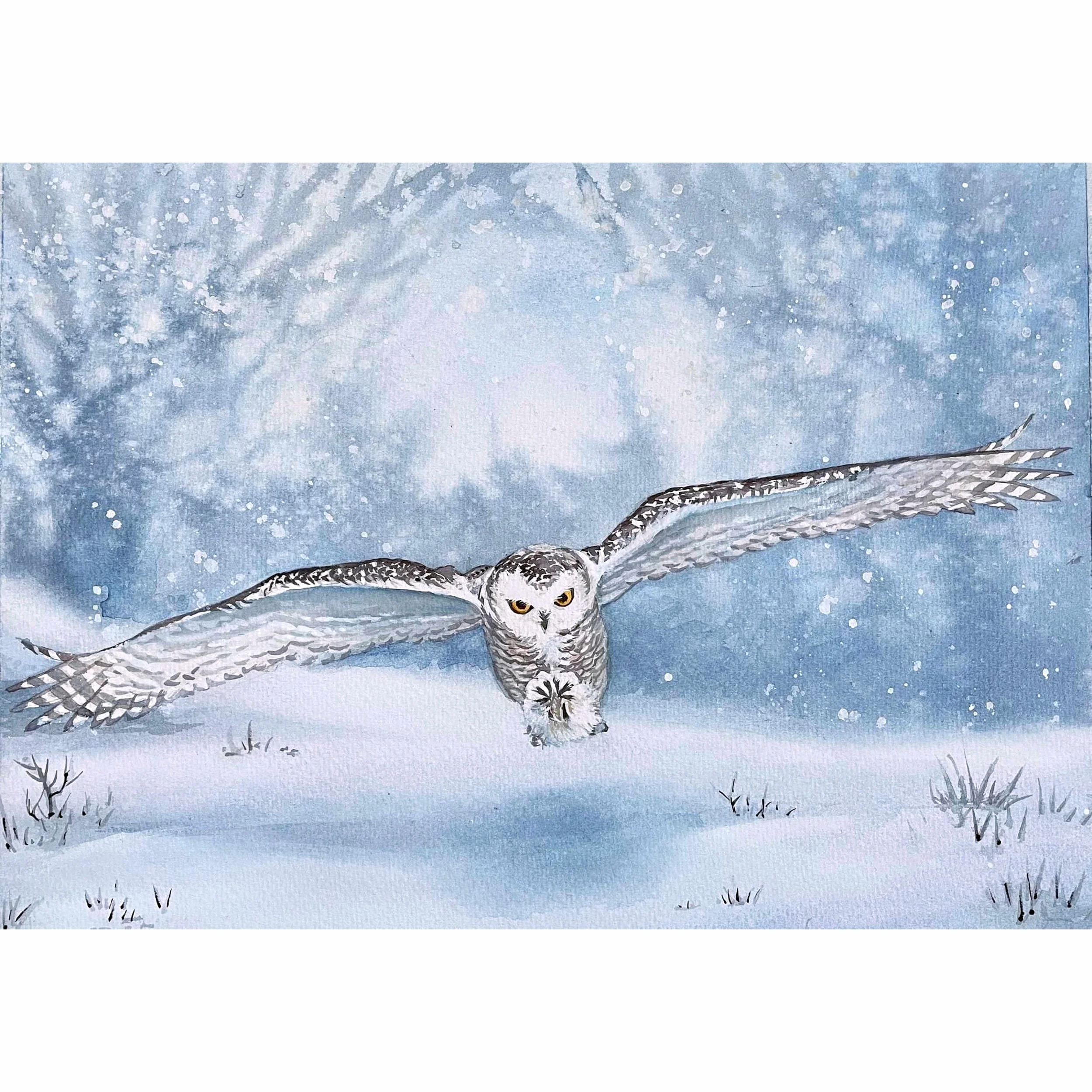 Snowy Owl.jpg