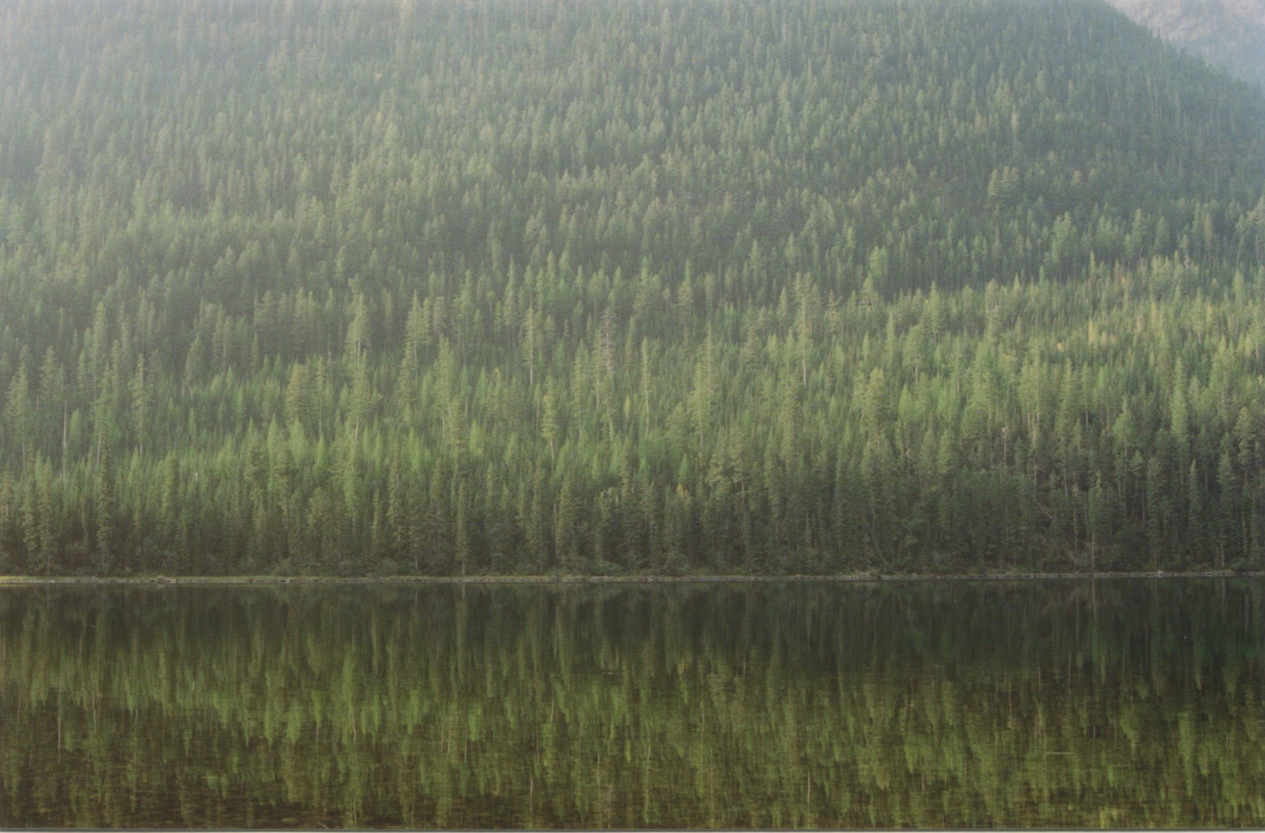 Kintla trees 4.jpeg