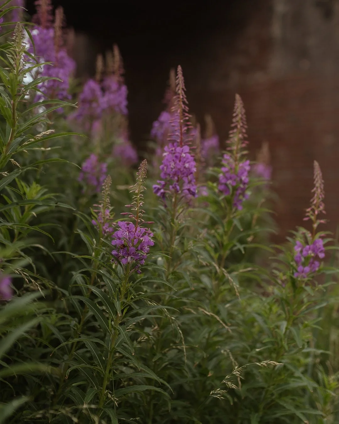 Beach magic ~ 

&ldquo;Rosebay willowherb, a violet-crowded sea. Purple spikes and lance-like leaves spiral into the blue.&rdquo;