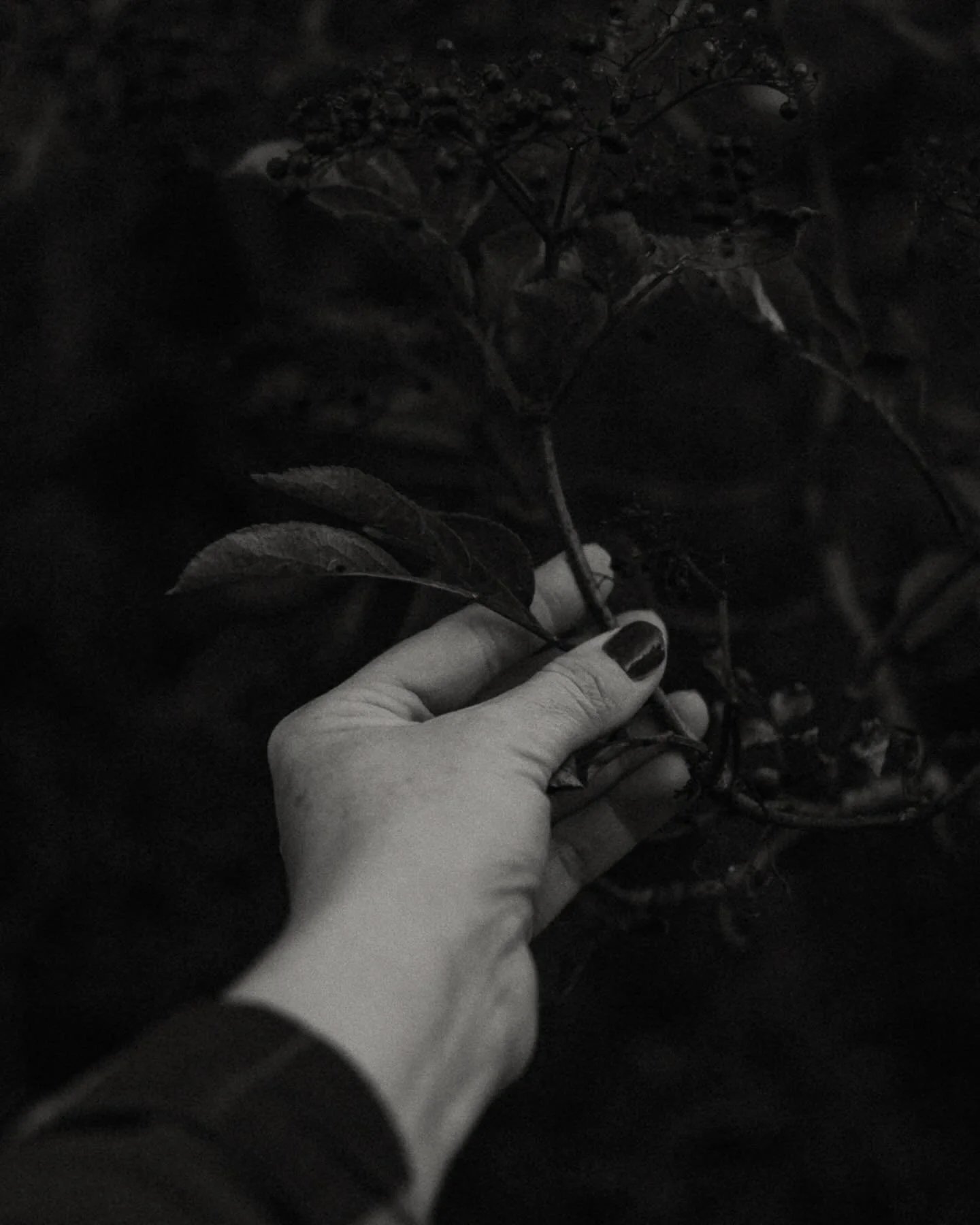 la magie de l&rsquo;automne ✨

#quietautumn #englishautumn #seasonalstory #autumnfields #natureinspired #filmtoned #slowlivingphotography #folkphotography #moodyphotography #seasonallight #berriesandbranches #hedgerowseason #wildforaging #countryside