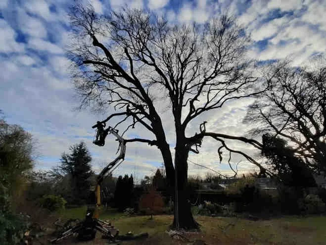 Removing branches from a tree with a cherry picker
