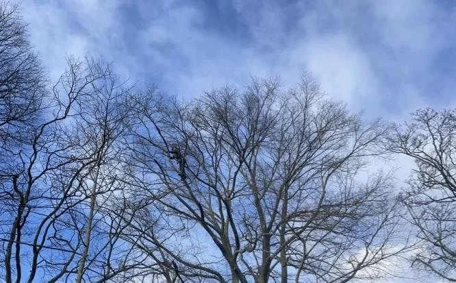 Dan carrying out tree pruning in Edinburgh