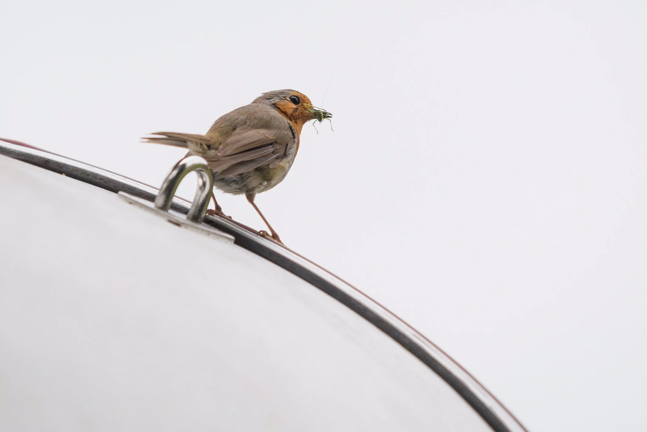 Bird on a bass drum at Darmstadt. Photo: Kristof Lemp. 