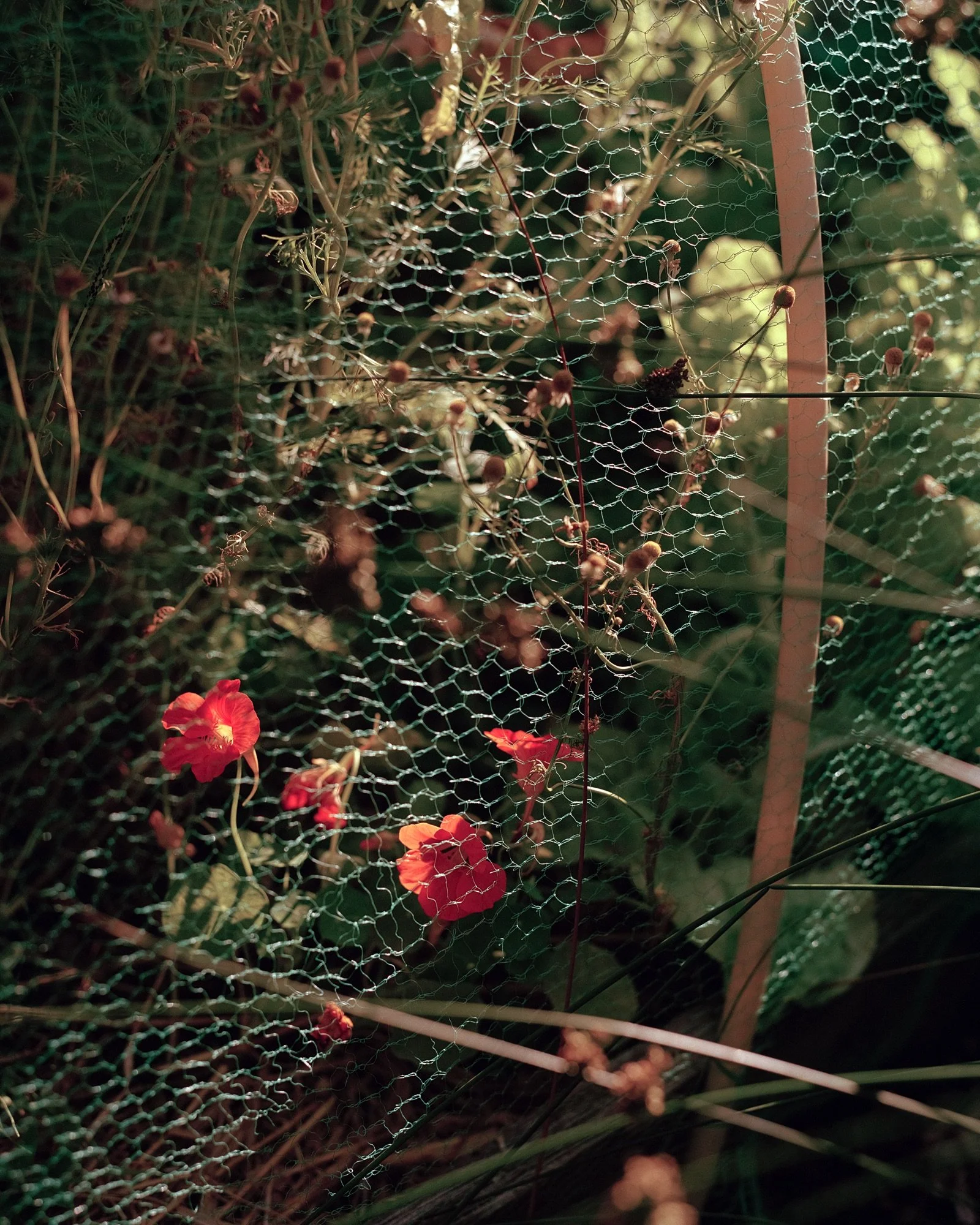 _web_Bloemen.jpg