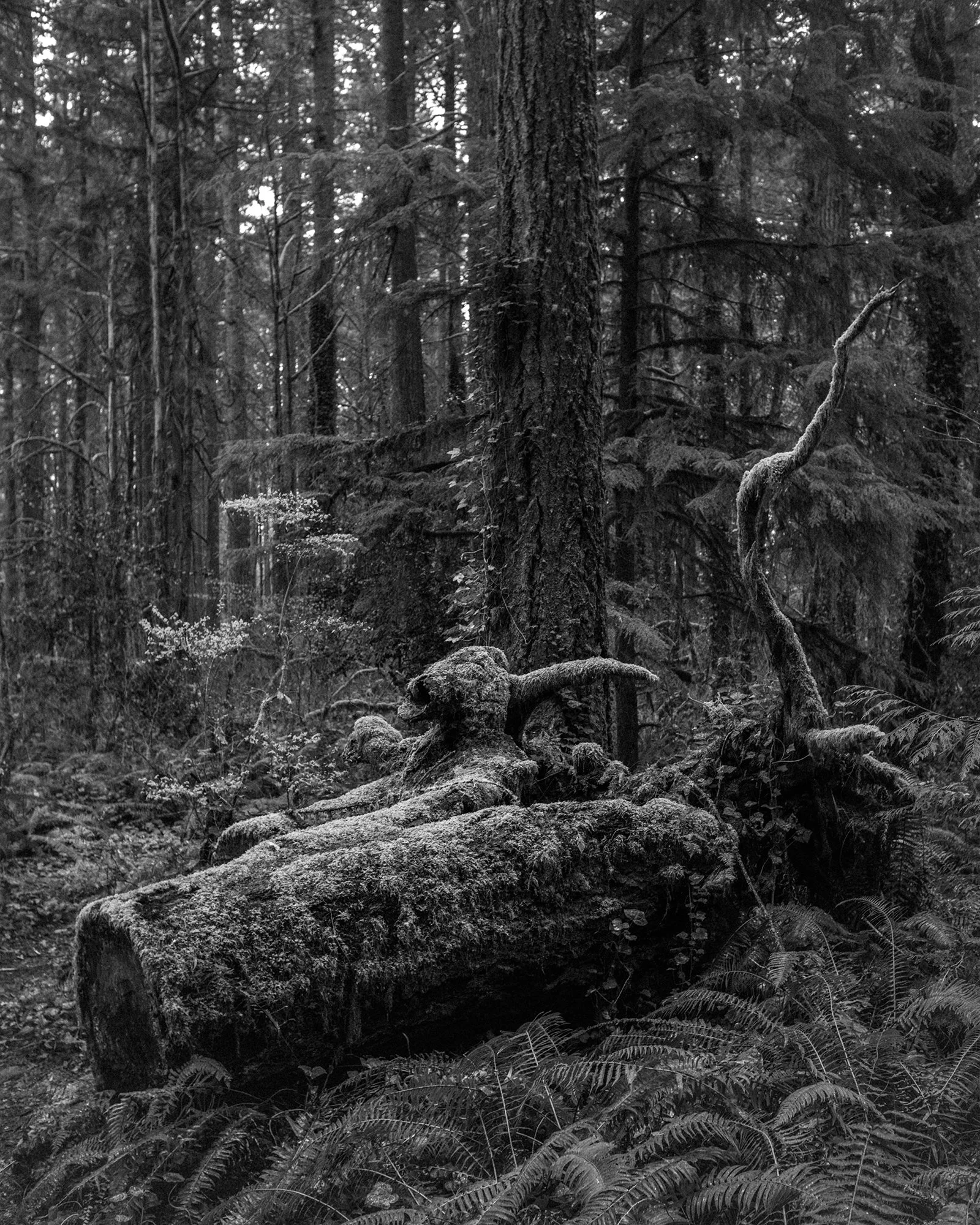 Forest.jpg