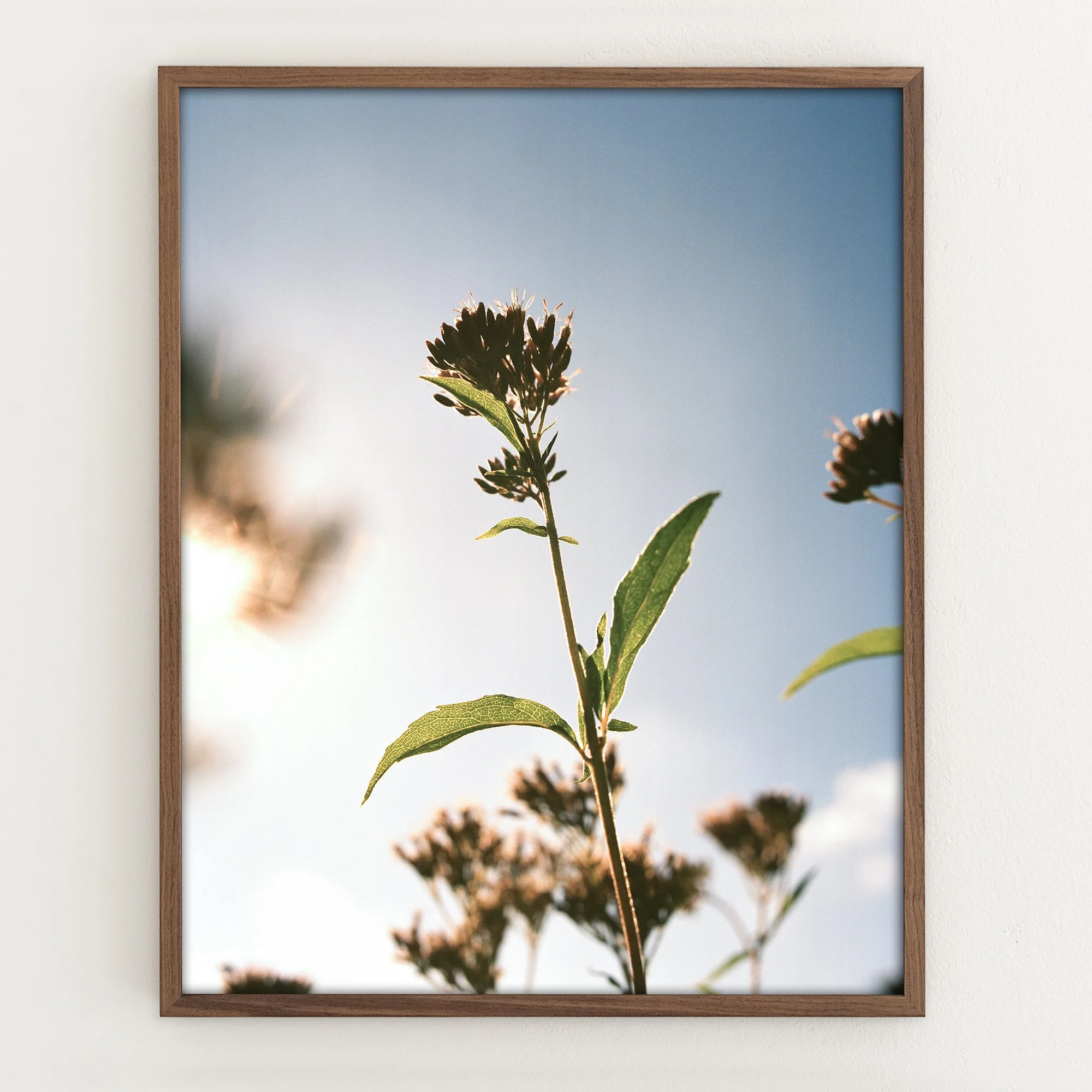 Verbena_framed.jpg