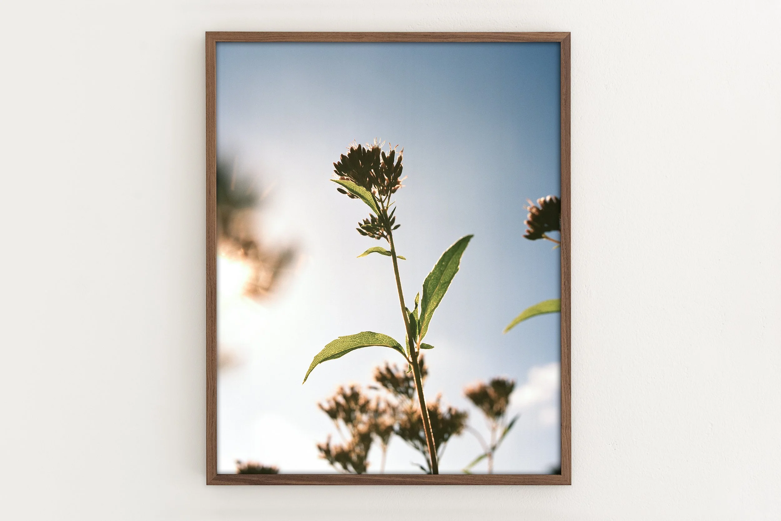 Verbena_framed_23.jpg