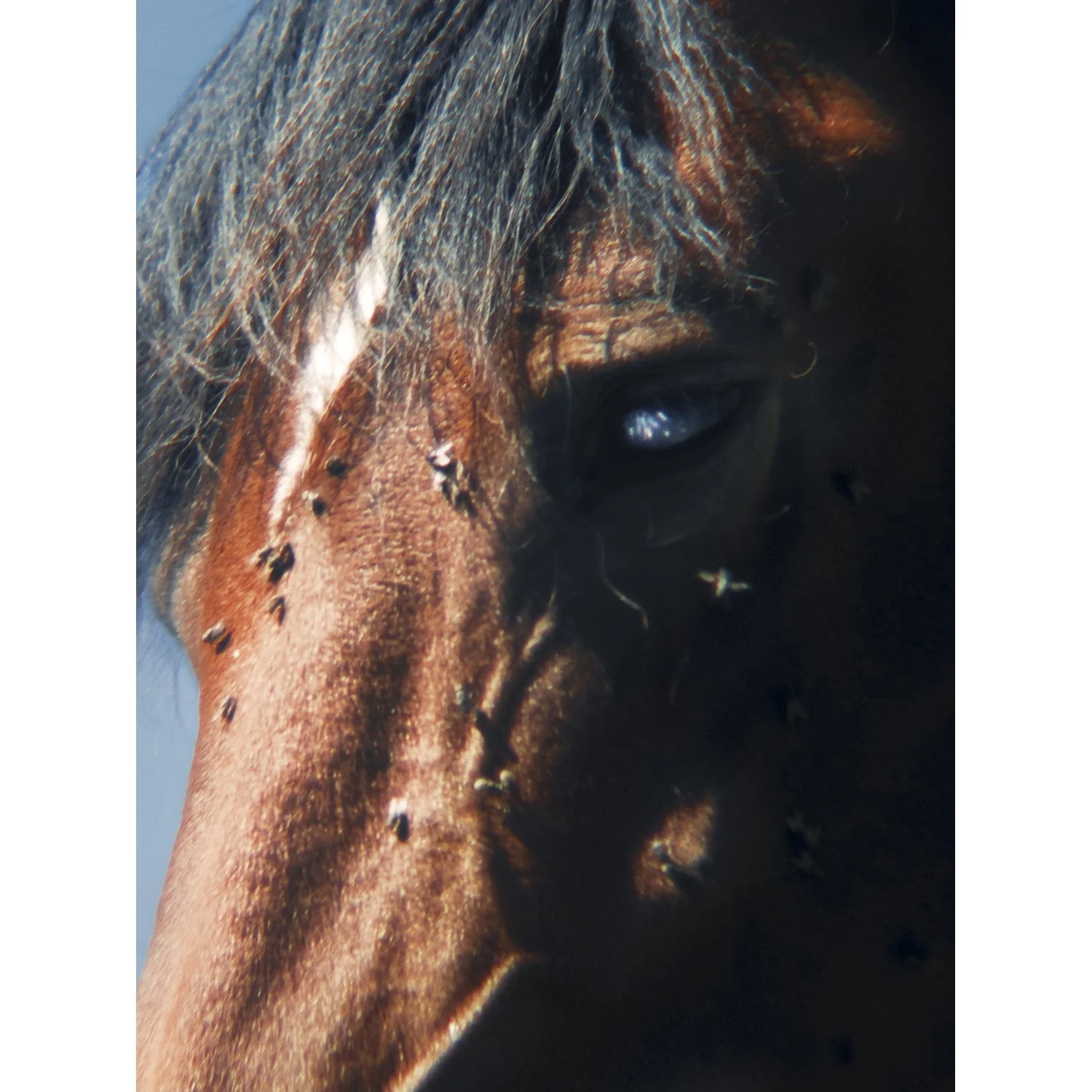 red-horse-blue-eyes_rickvanderklooster.jpg