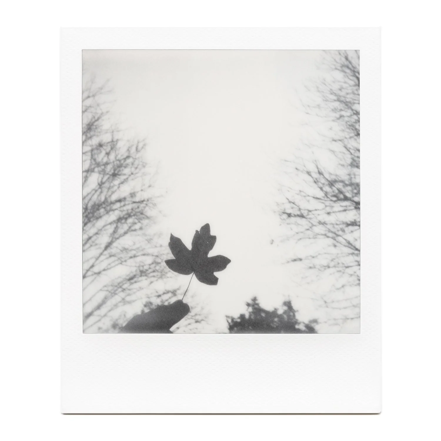 TheLastLeaf_polaroid.jpg