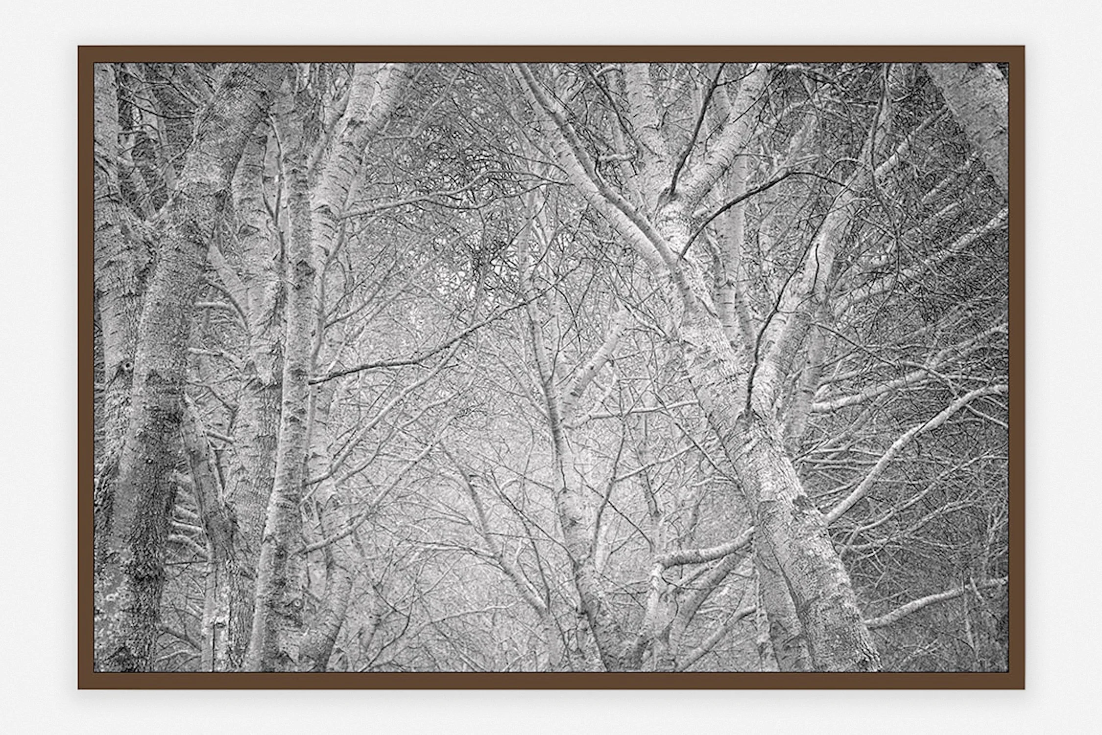       
  
     ← Back 
  
 
             

 
   ◼︎ All the trees   Anne Kaere 2023   105 x 70 cm Edition of 3 Fine Art Velvet Print mounted on dibond in walnut frame  € 1.750,00 
 




















  
  



    

  
   
    Order →
   
   
    #bl