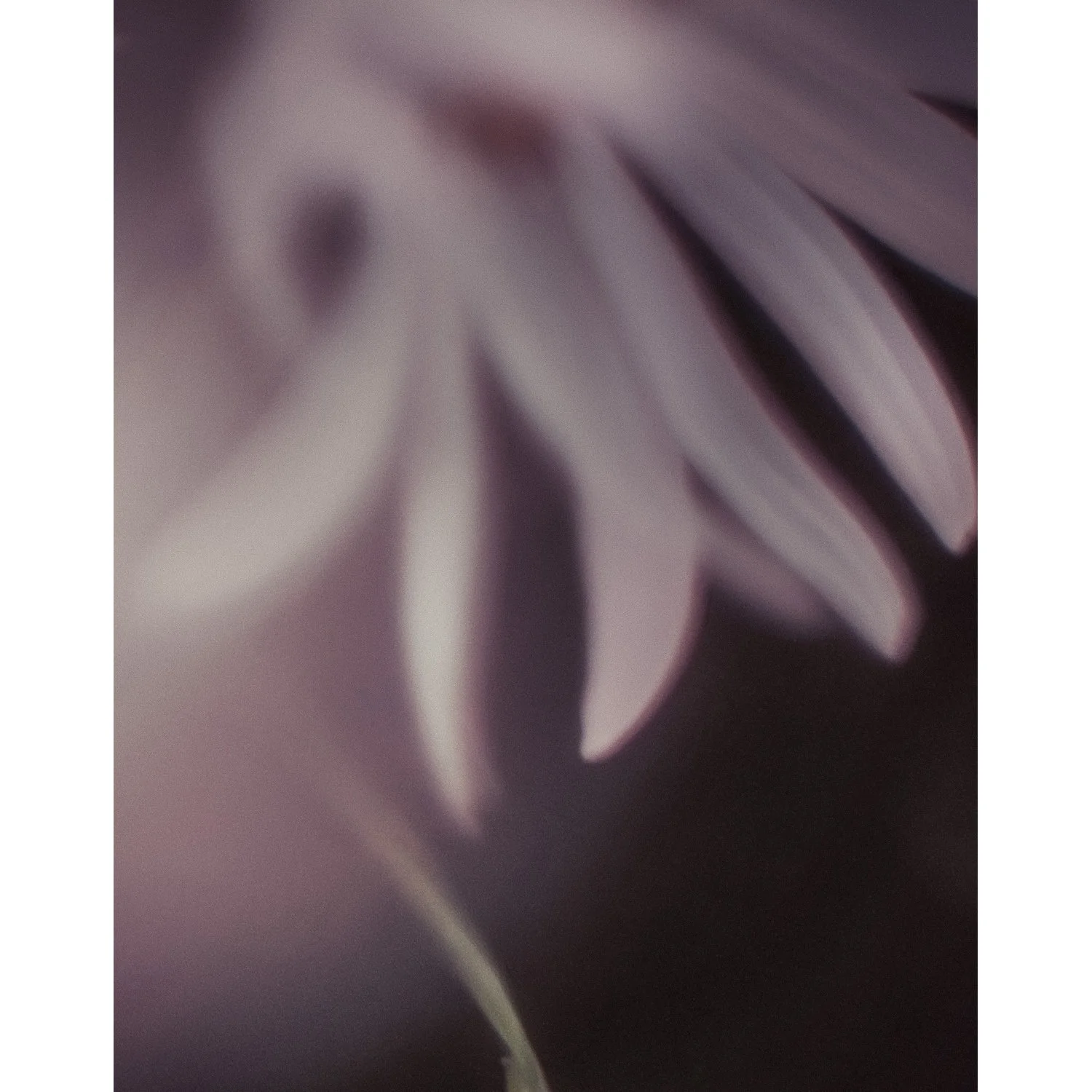 soothing-2026-03-twan-peeters-br_rand.jpg