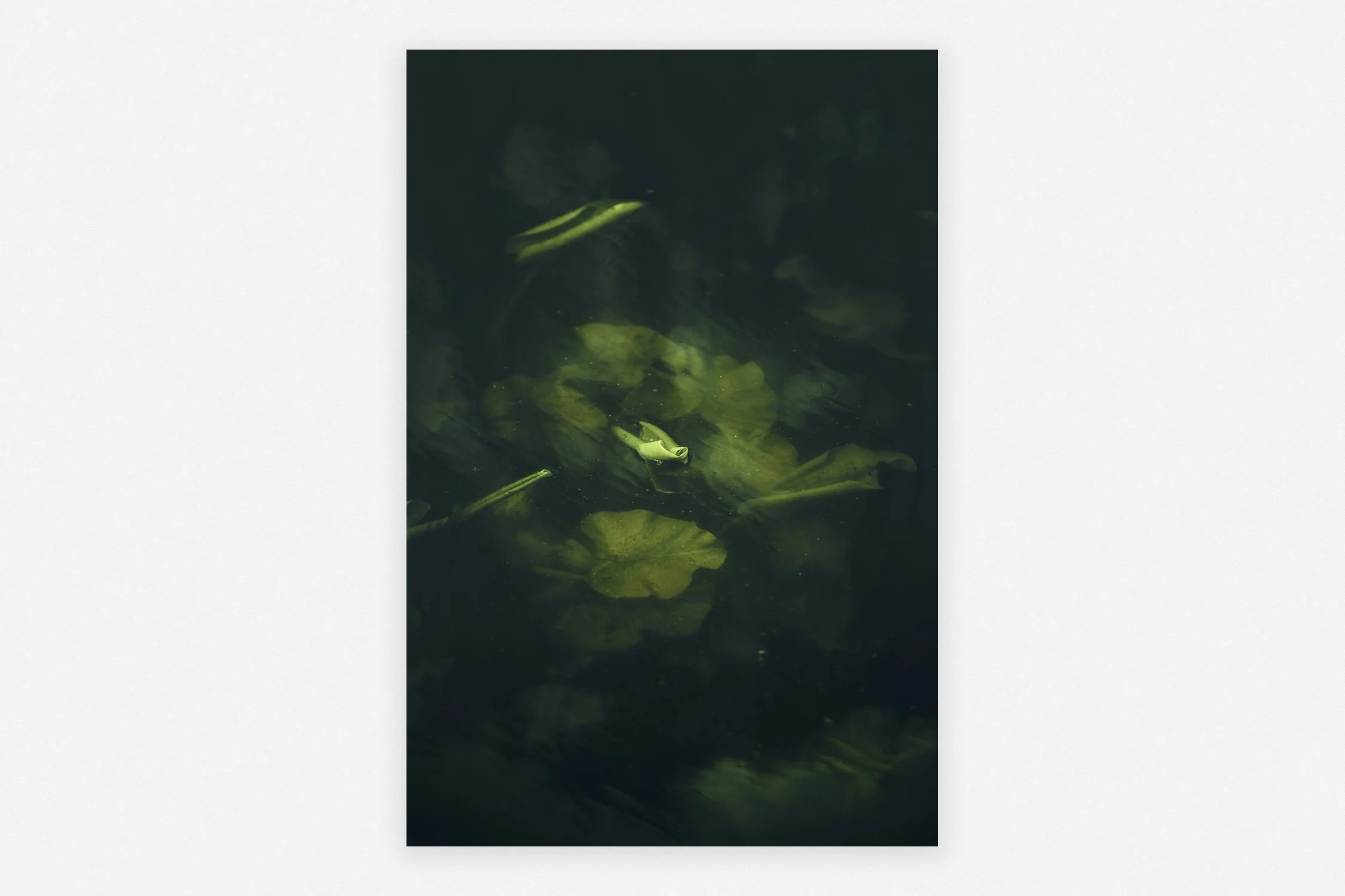      
  

 
  
     ← Back 
  
  



 

 
  
 

    
  


 
   
  
     
  
 

    



  
 
         
  
    ◼︎ Kissed by the Sun   Anne Kære 2026   27 × 32 cm Edition of 5 Fine Art print on Hahnemühle Velvet paper Presented in an Art Box  € 650,00  