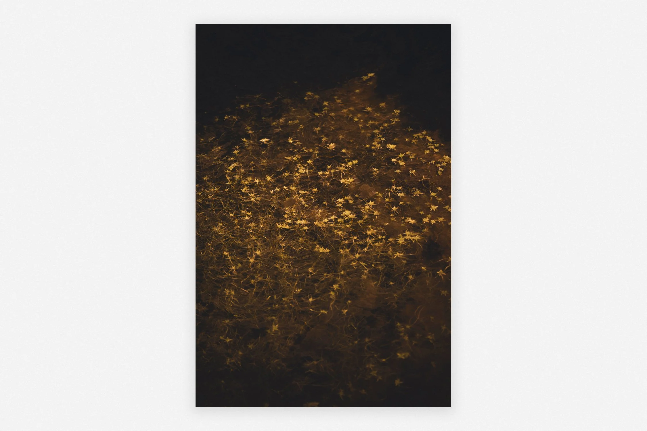      
  

 
  
     ← Back 
  
  



 

 
  
 

    
  


 
   
  
     
  
 

    



  
 
         
  
    ◼︎ Weed of Stars   Anne Kære 2024   80 × 120 cm Edition of 3 Fine Art print on Hahnemühle Velvet paper mounted to dibond in a wengé float fra
