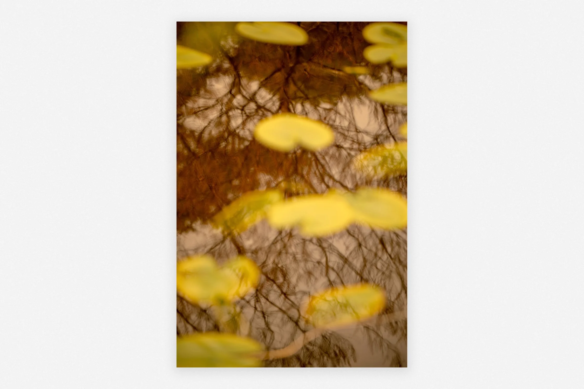      
  

 
  
     ← Back 
  
  



 

 
  
 

    
  


 
   
  
     
  
 

    



  
 
         
  
    ◼︎ Lillies   Anne Kære 2026   27 × 32 cm Edition of 5 Fine Art print on Hahnemühle Velvet paper Presented in an Art Box  € 650,00  


  
 #bl