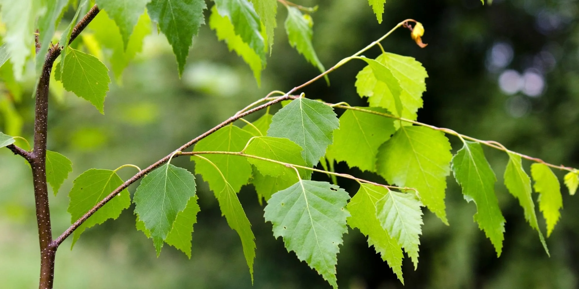 Birch: A Traditional Herbal Ally for Joint Pain