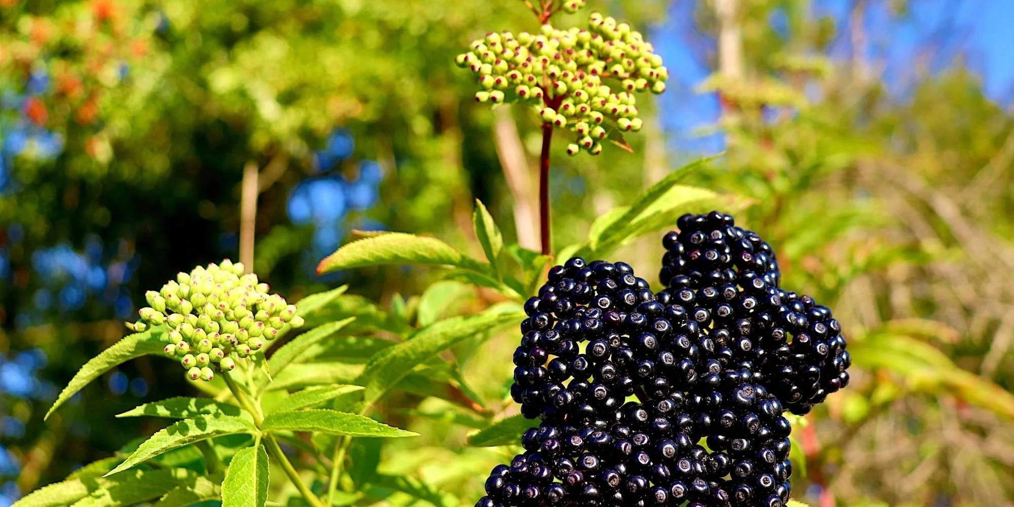 Elderberry: Medicine Chest Tree