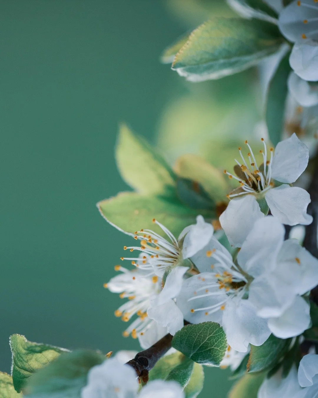 Tired of sneezing your way through picnics and morning walks? Here are 3 immune hacks I recommend to clients (and use myself):

1. Add a drizzle of local honey daily; its gentle exposure to local pollen helps your body adapt.
2. Swap dairy for almond