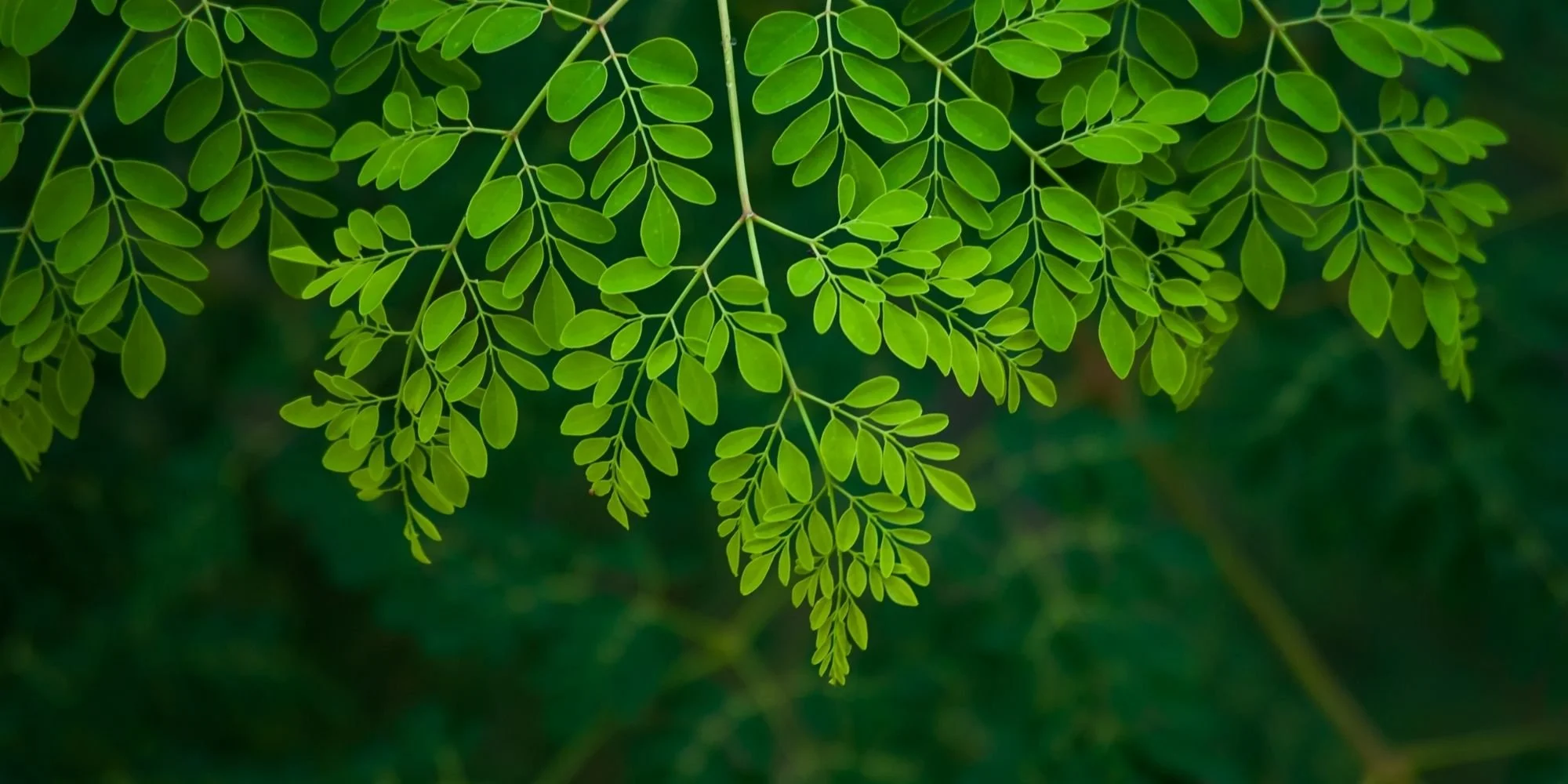 Moringa: The "Miracle Tree" for Vitality