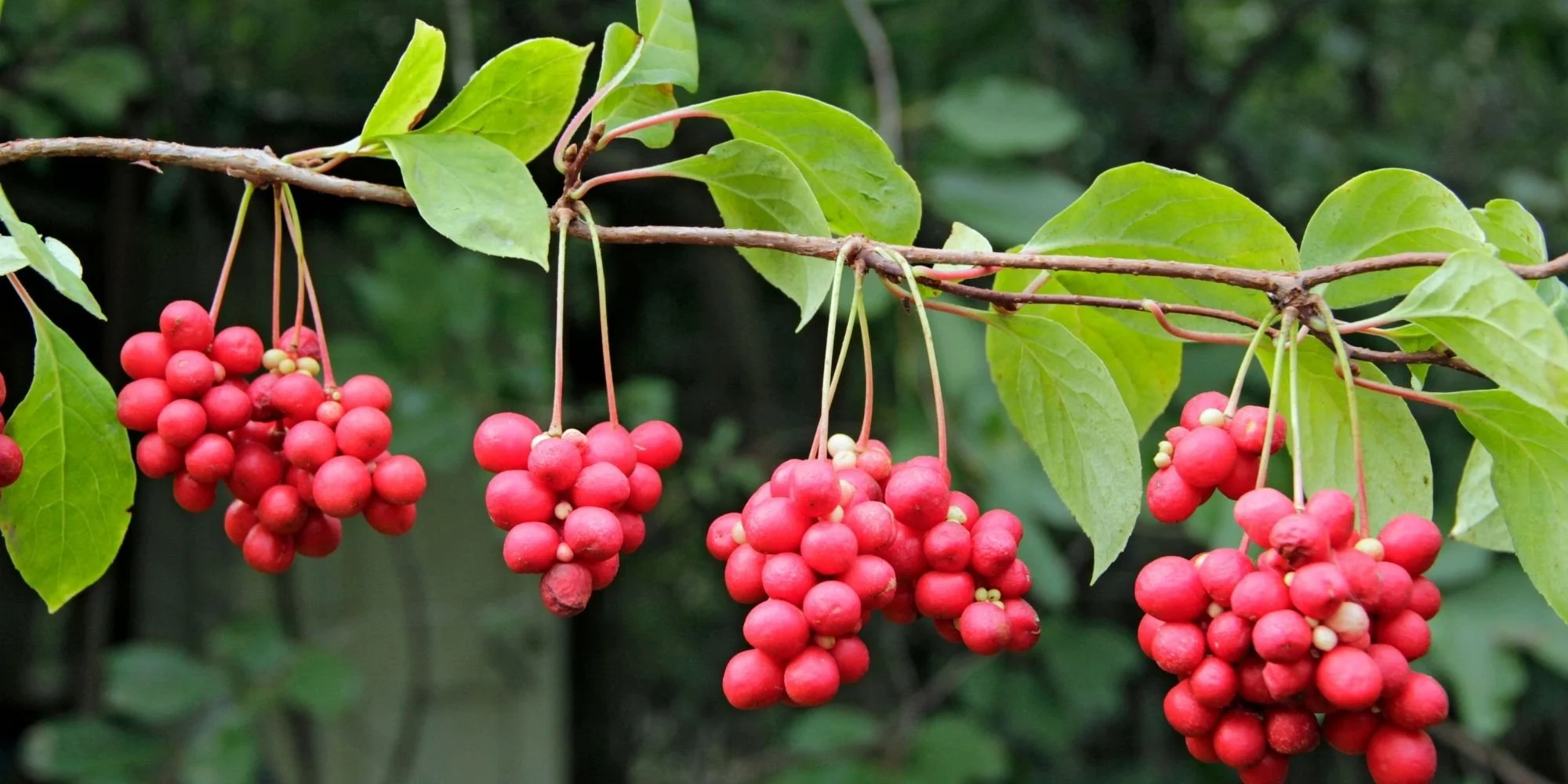 Schisandra berries hanging on a branch from Perth, Australia