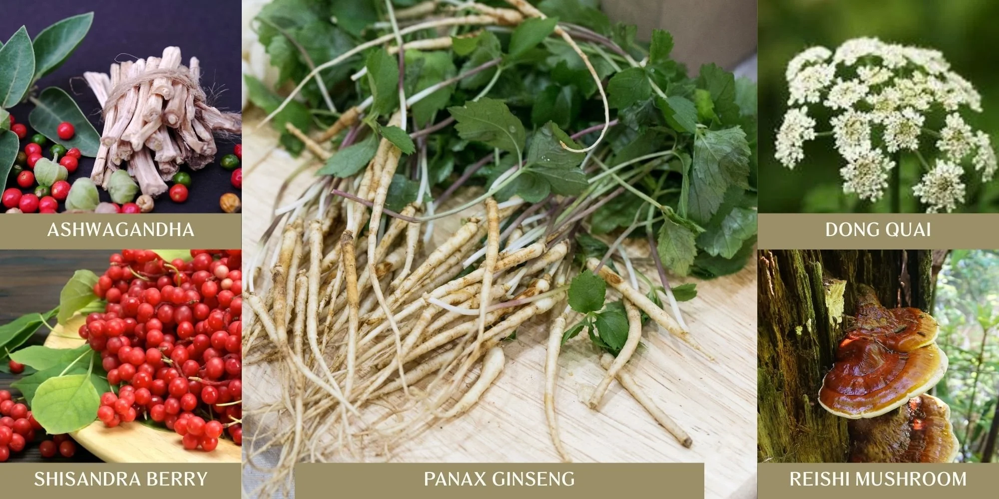 Feeling Fatigued? Find Extra Energy with Adaptogen Herbs