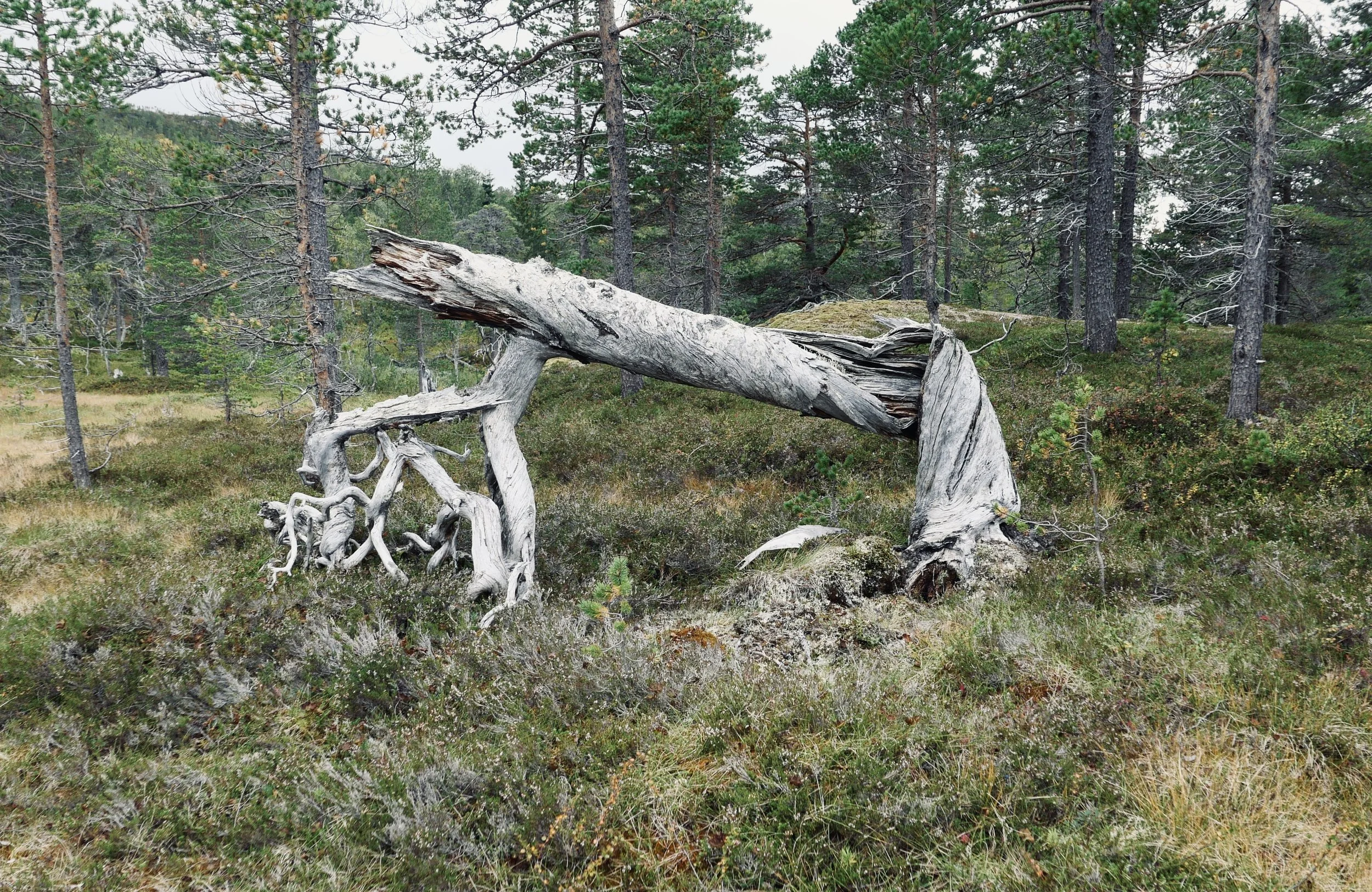P1013806.JPG