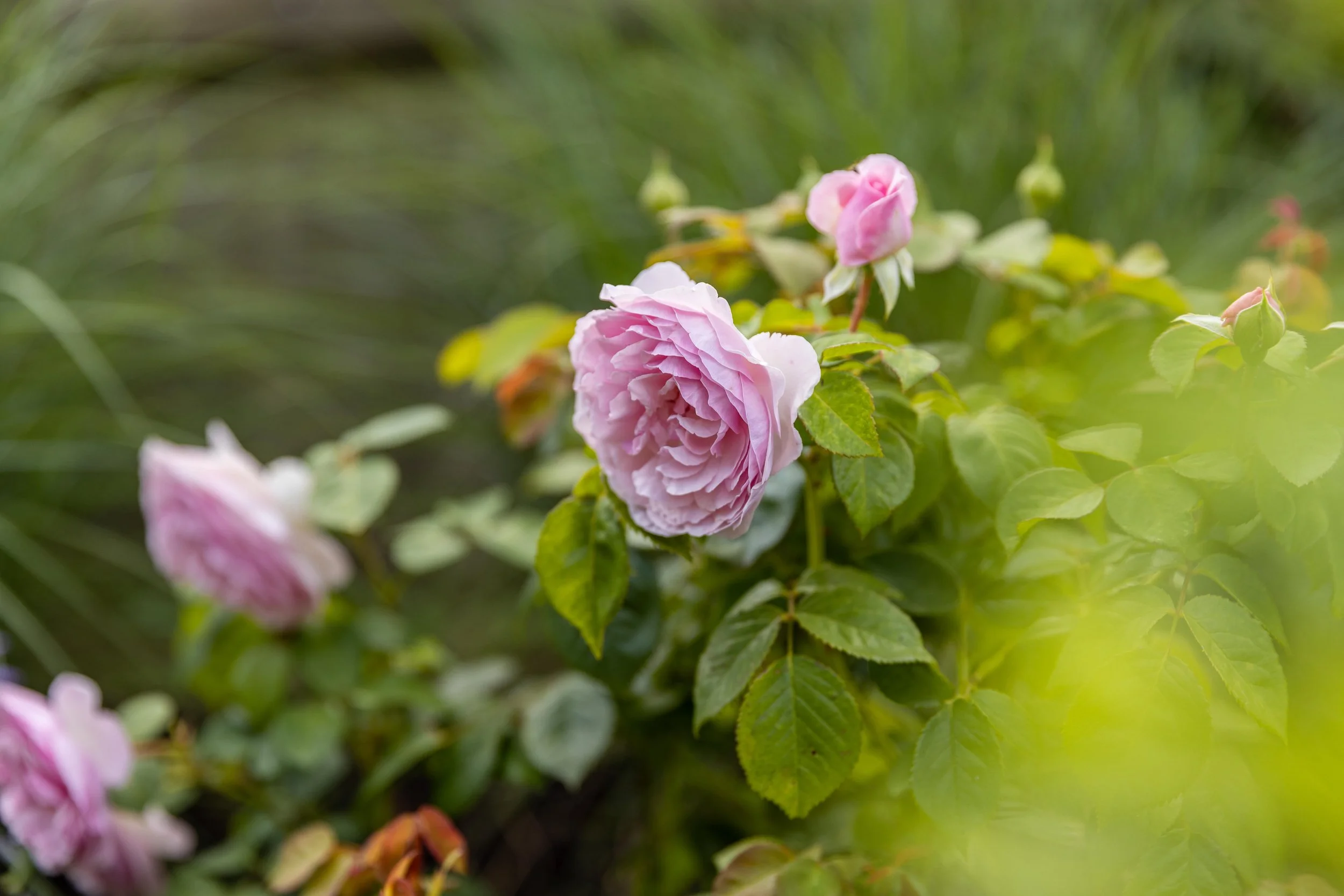 Pink roses on a bush with green leaves and a blurred outdoor background.