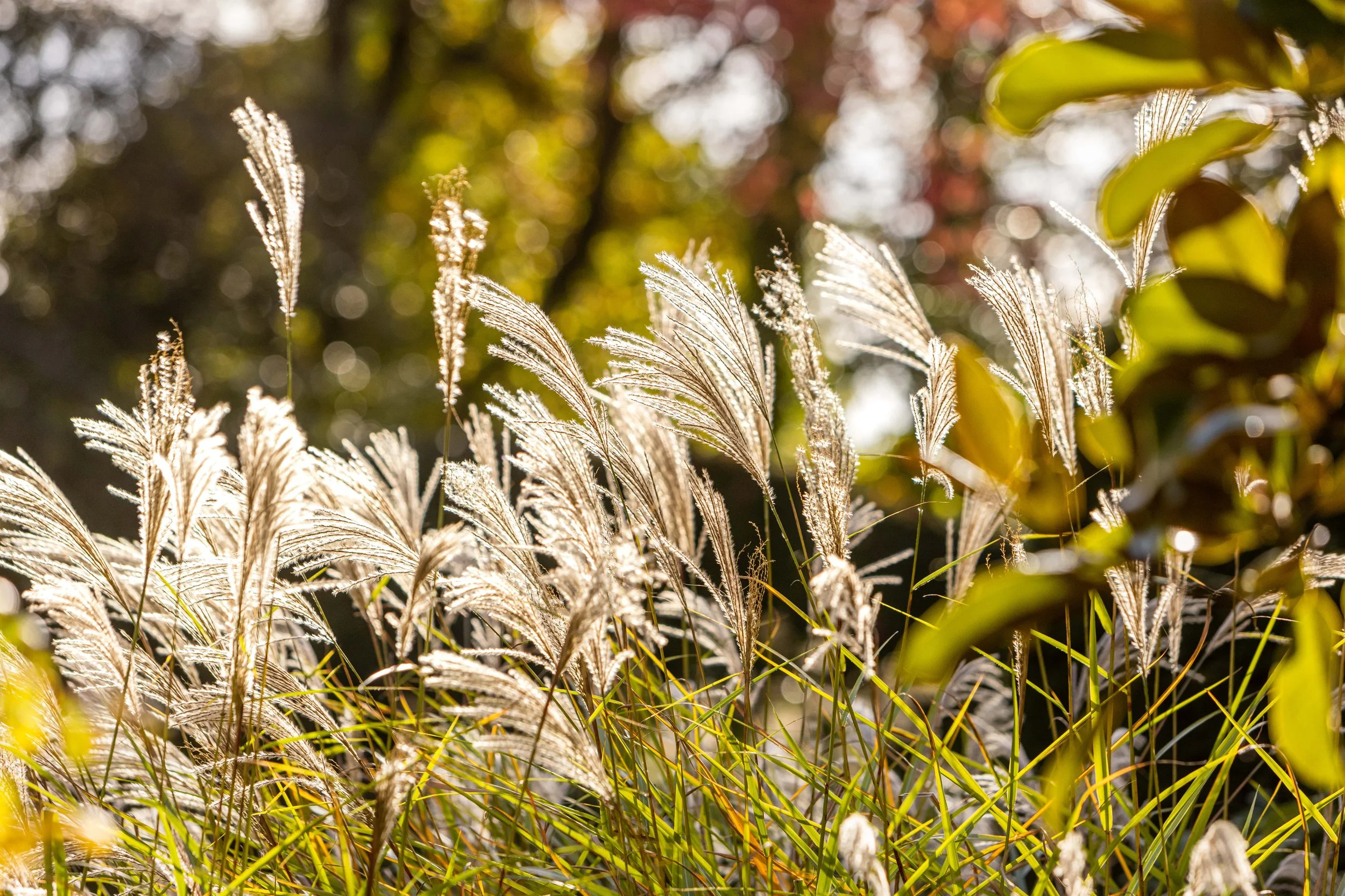 Tall grasses with feathery seed heads illuminated by sunlight, with a blurred background of autumn leaves.